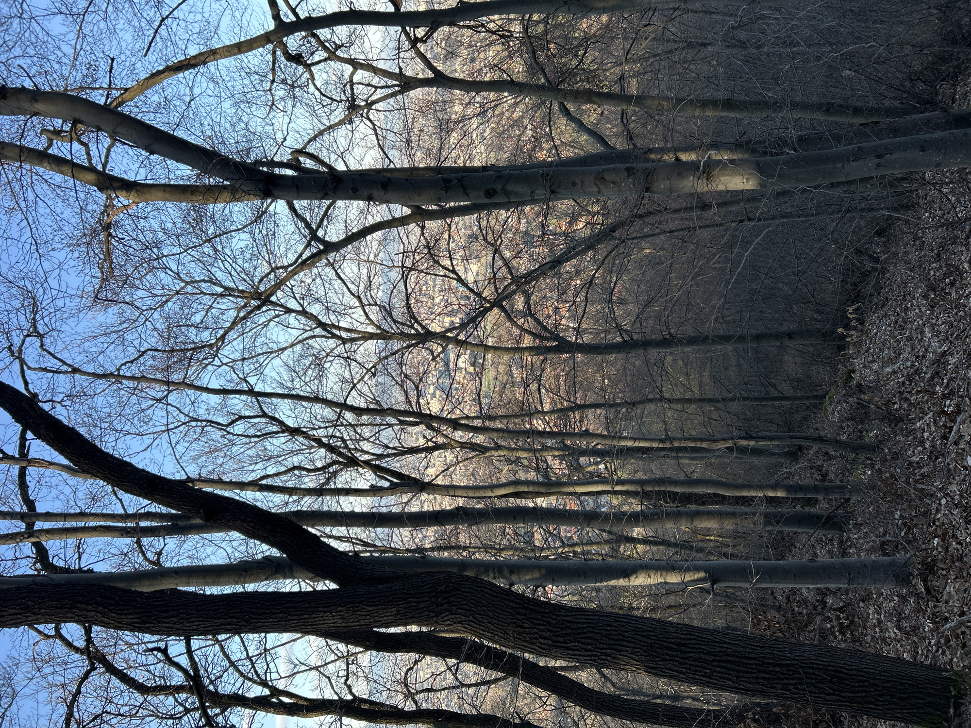 Spring hillside gathering overlooks city amid bare trees