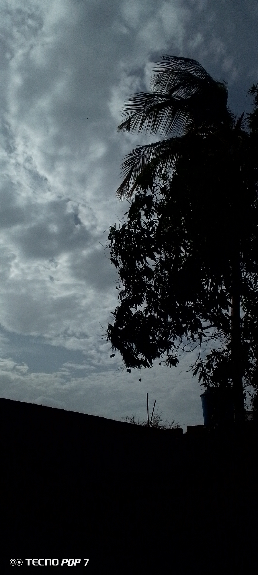 Cloudy evening skies documented through trees in Altagracia, Venezuela