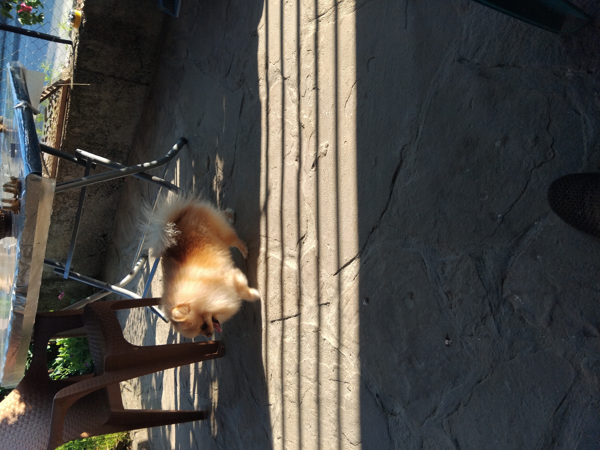 Pomeranian dog spotted on residential patio in Apriltsi, Bulgaria