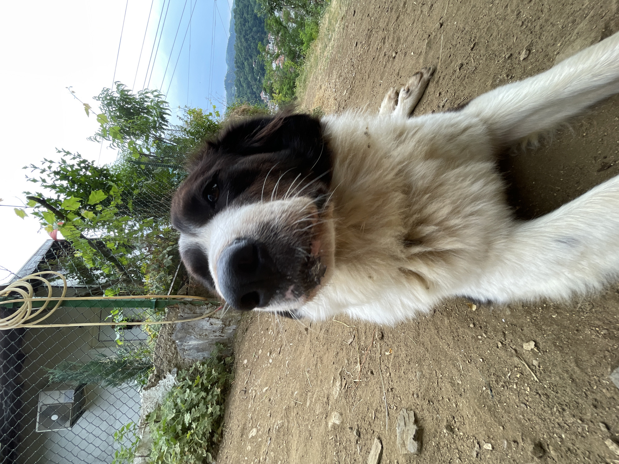 Hanging out with dogs and cats in rural Zlatograd