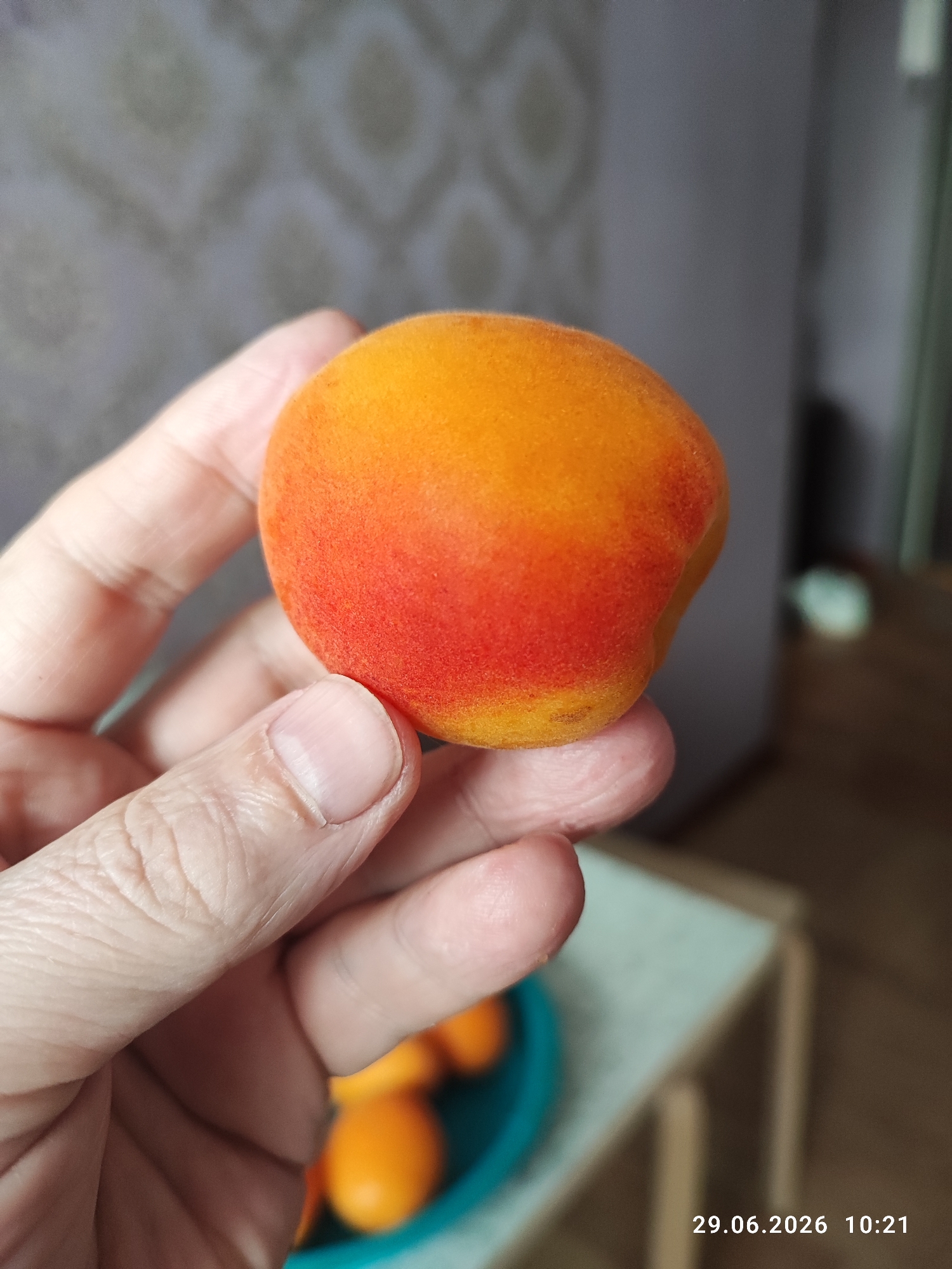Ripe apricots and cherries photographed up close in Lytkarino