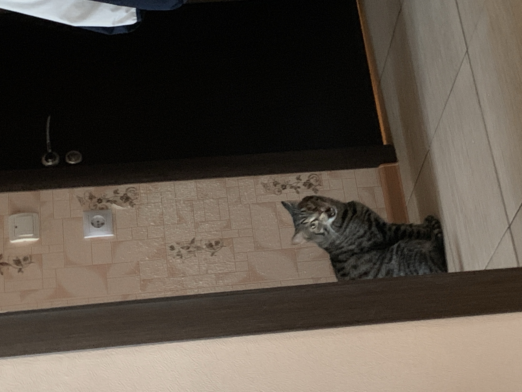 Tabby cat observed in multiple indoor positions over three minutes