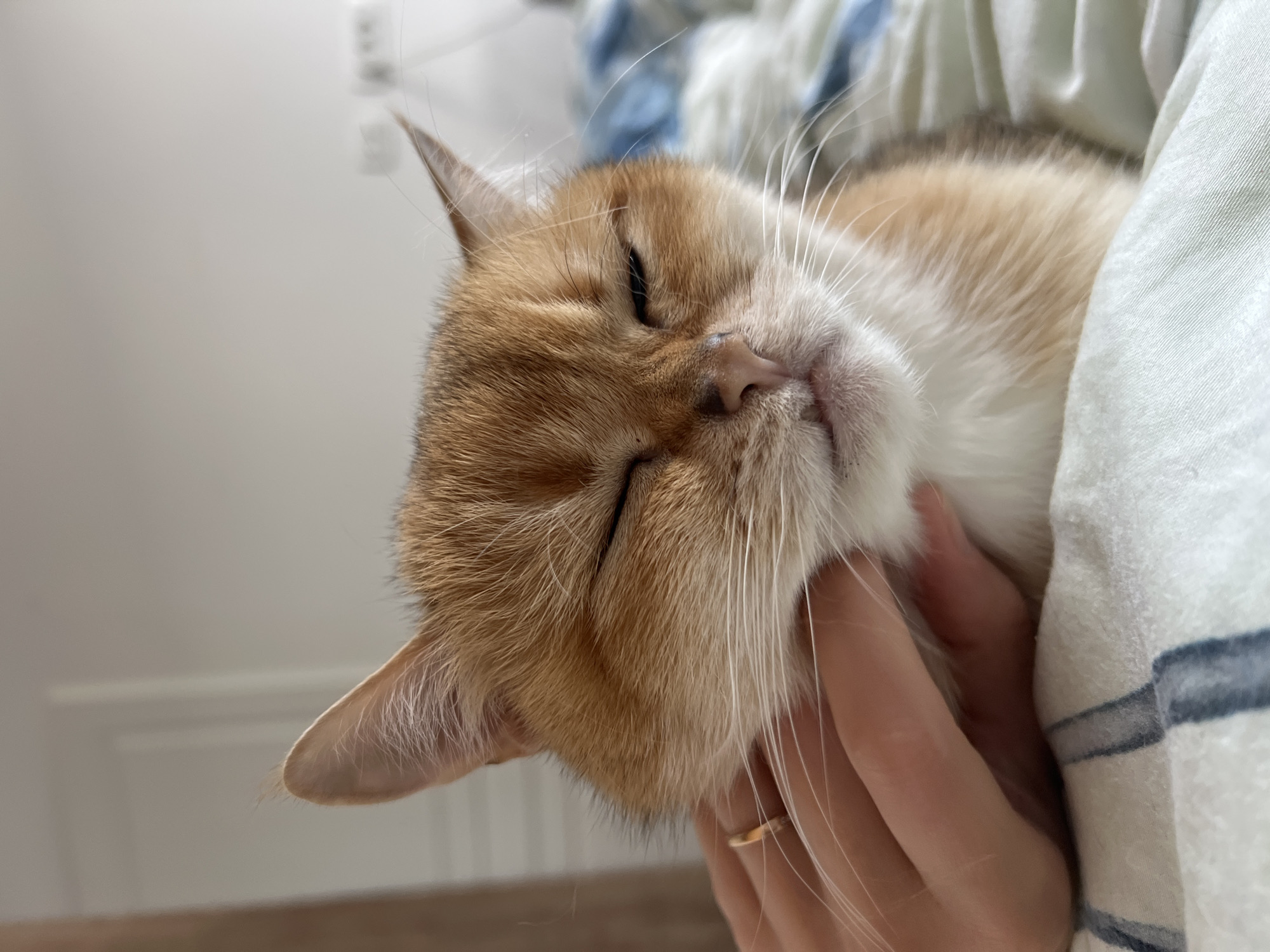 Cat enjoys gentle petting session in Bar, Montenegro