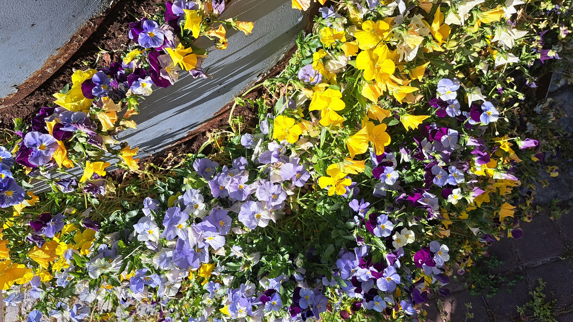 Spring flowers bloom in Sevlievo garden display