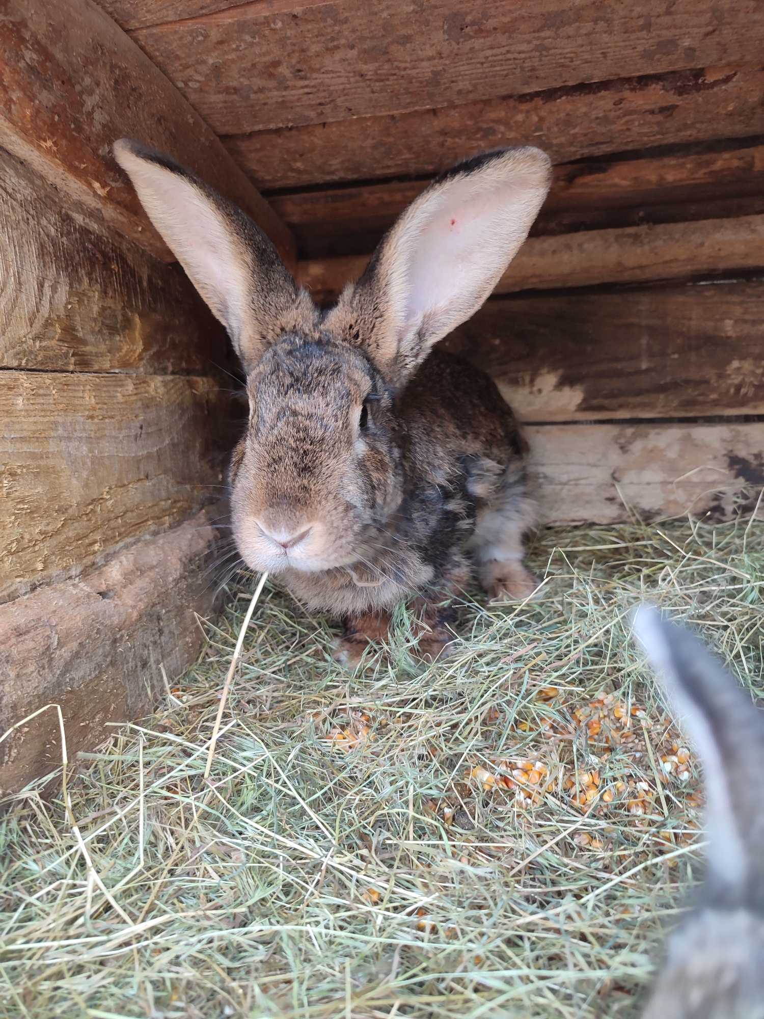 Farm animals fed and observed in wooden enclosures