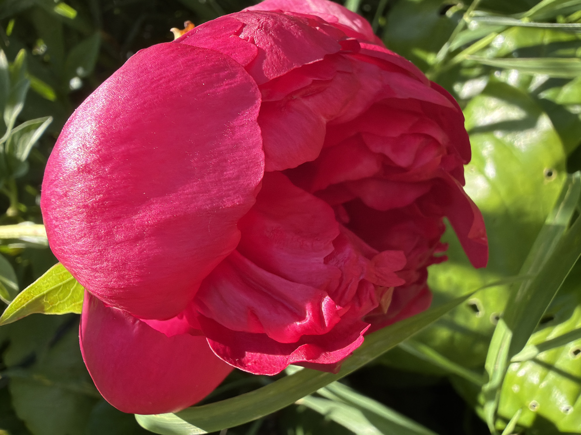 Summer garden blooms, ripe berries, and a backyard grill going