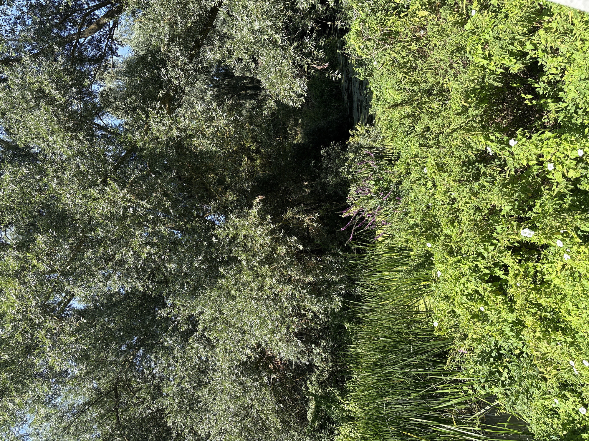 Sunny stroll along Chelmsford's canals and park greenery