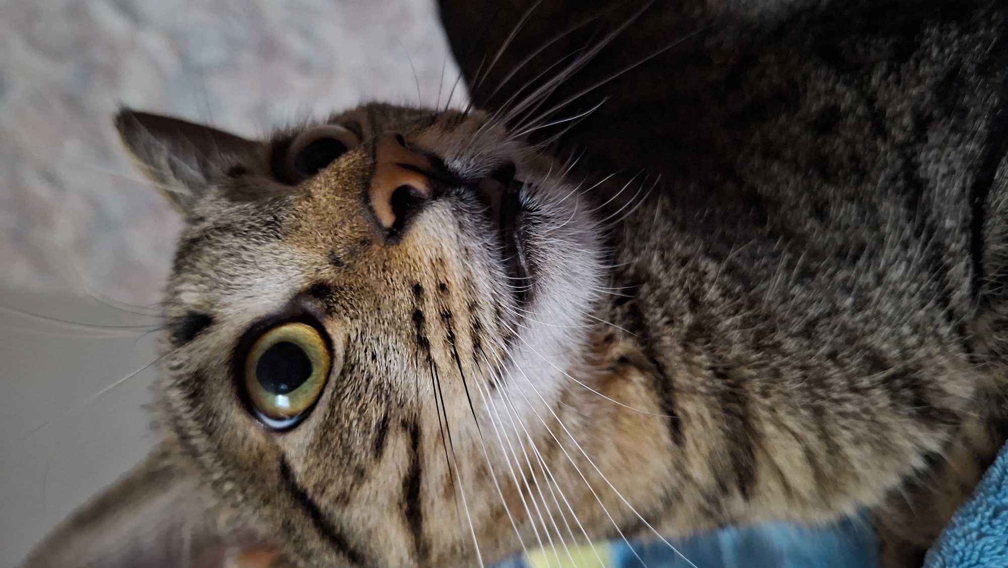 Domestic cat photography session captured in rural Belarus