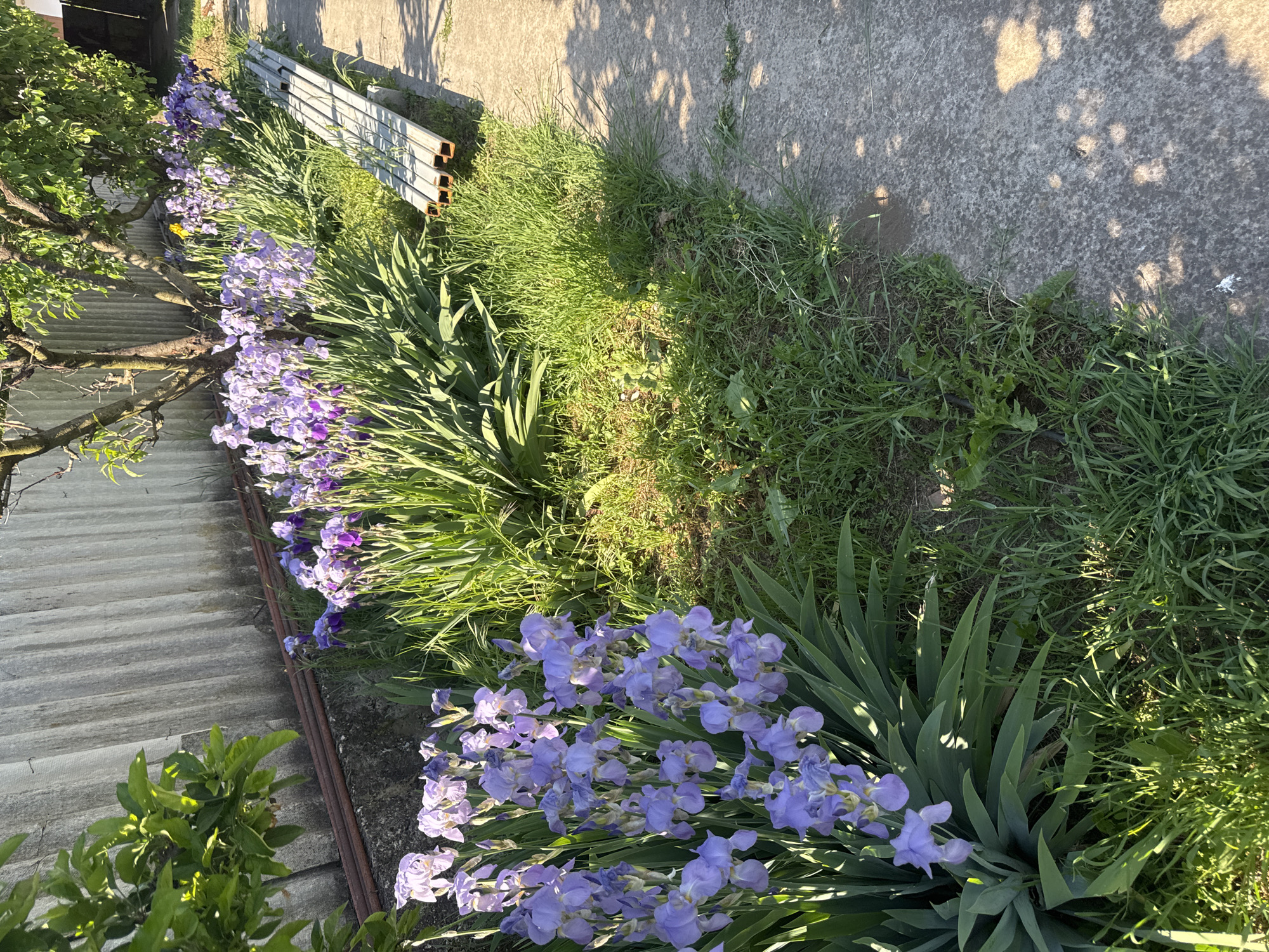 Purple irises bloom along concrete structure in Lehchevo, Bulgaria