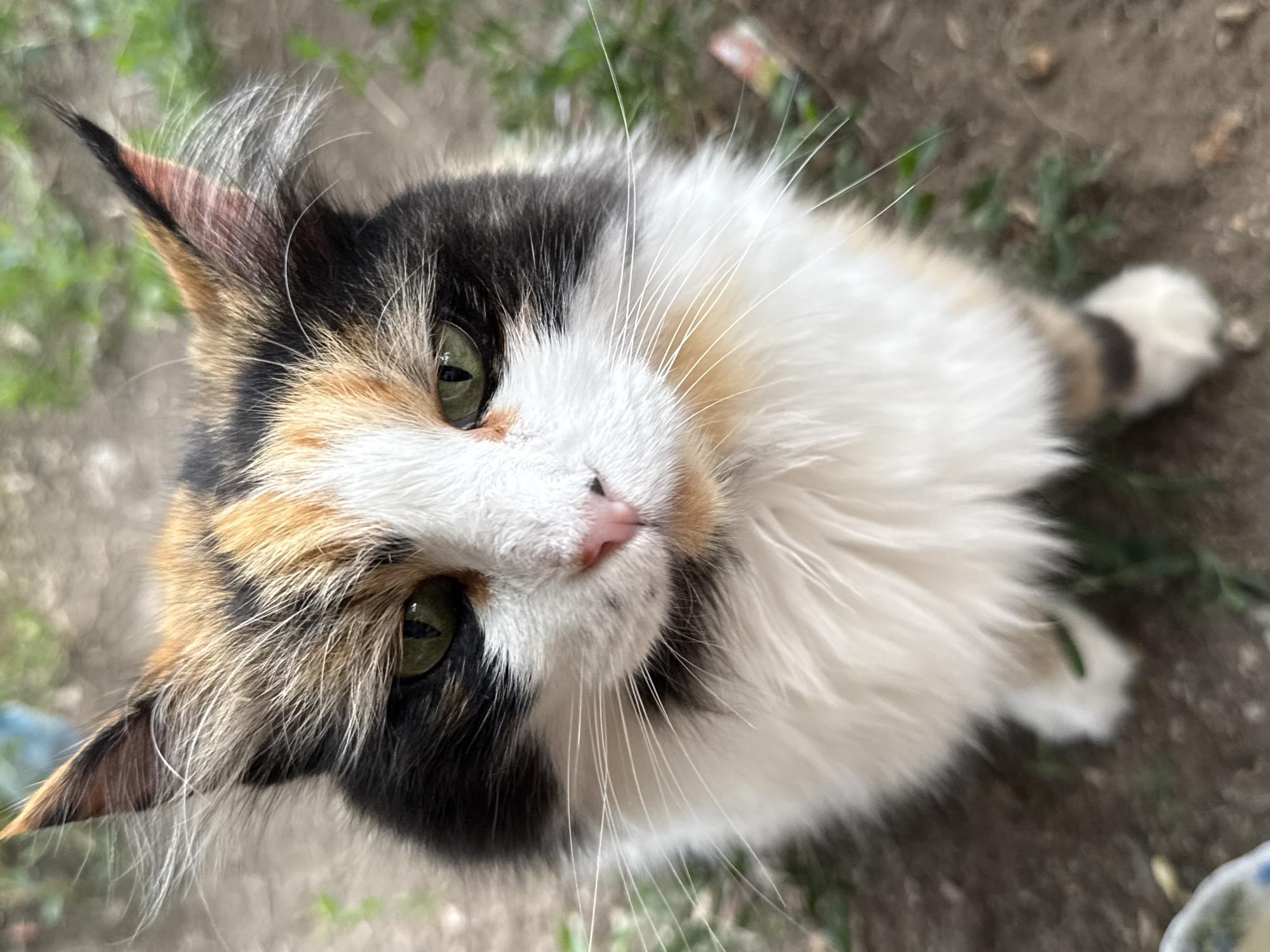 Calico cat stares into camera, close-up, green eyes wide
