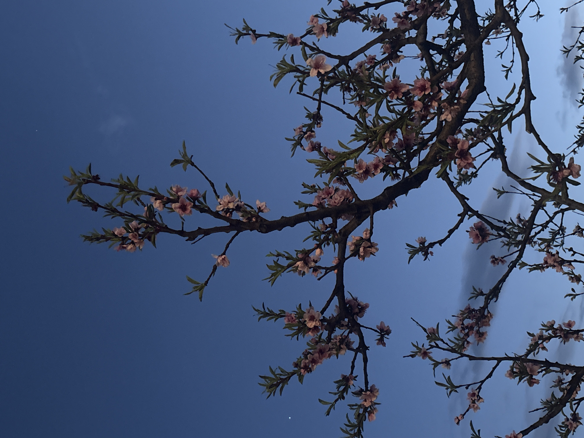 Blooming trees photographed against twilight sky in Bar, Montenegro