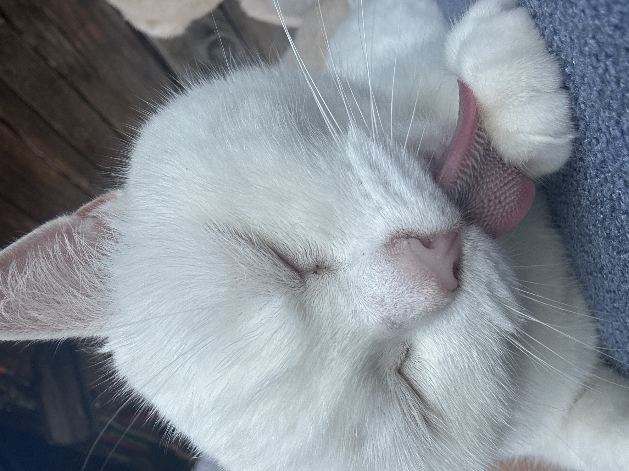 White cat at home in Chaikovsky, caught mid-groom and camera-ready
