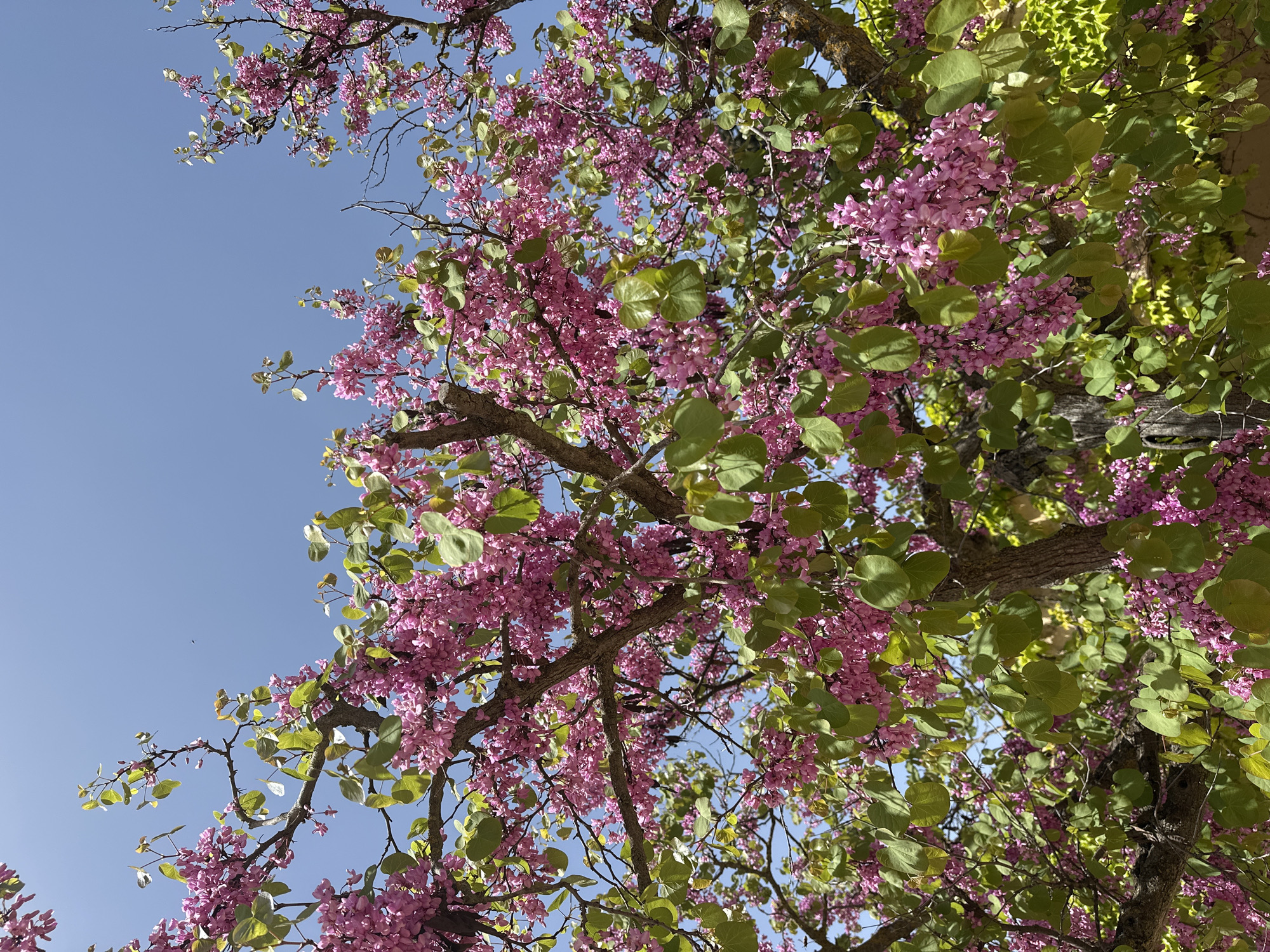 Spring blossoms photographed under clear skies in Granada