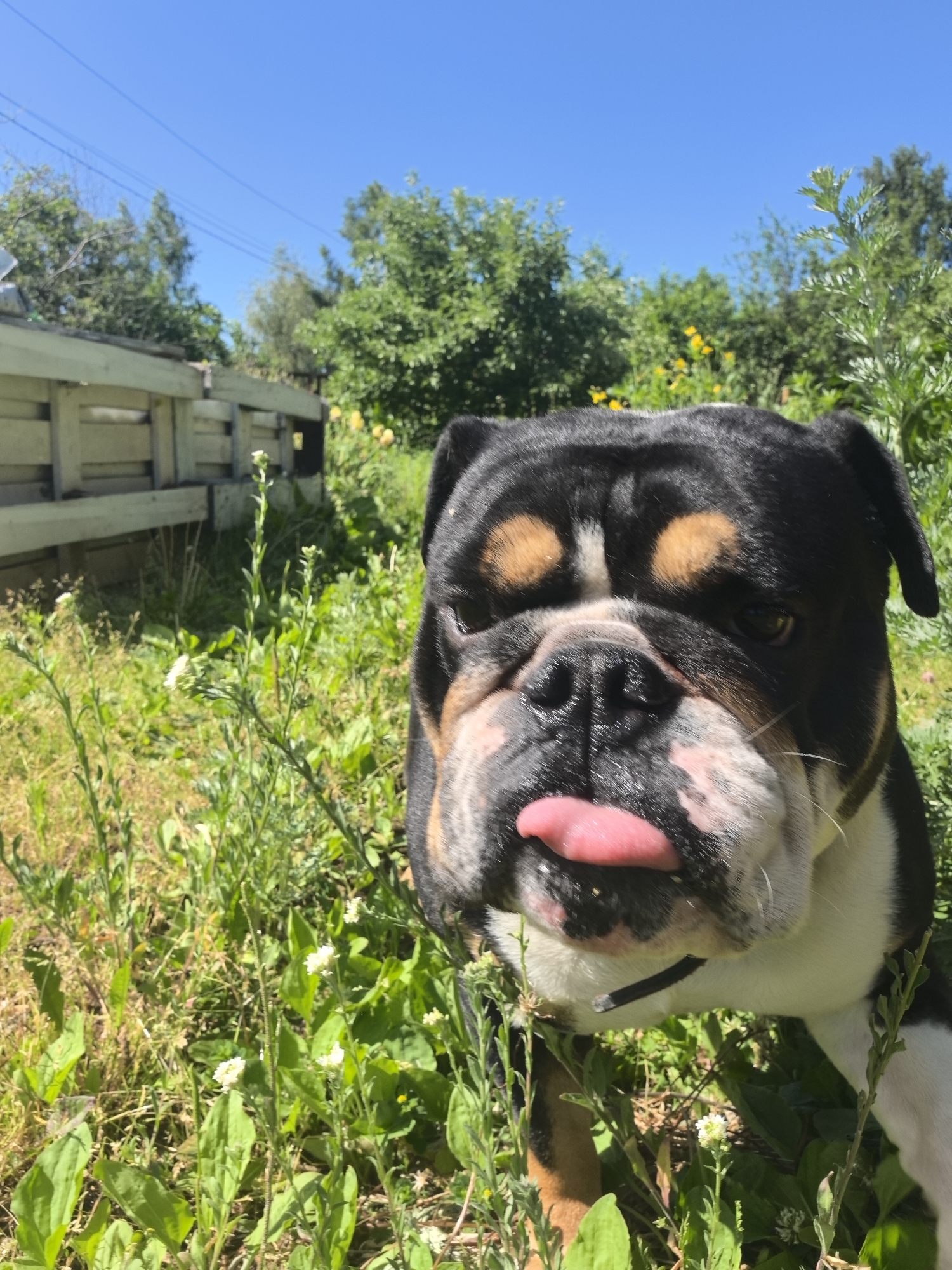 Bulldogs photographed in outdoor settings around Noviy, Russia morning