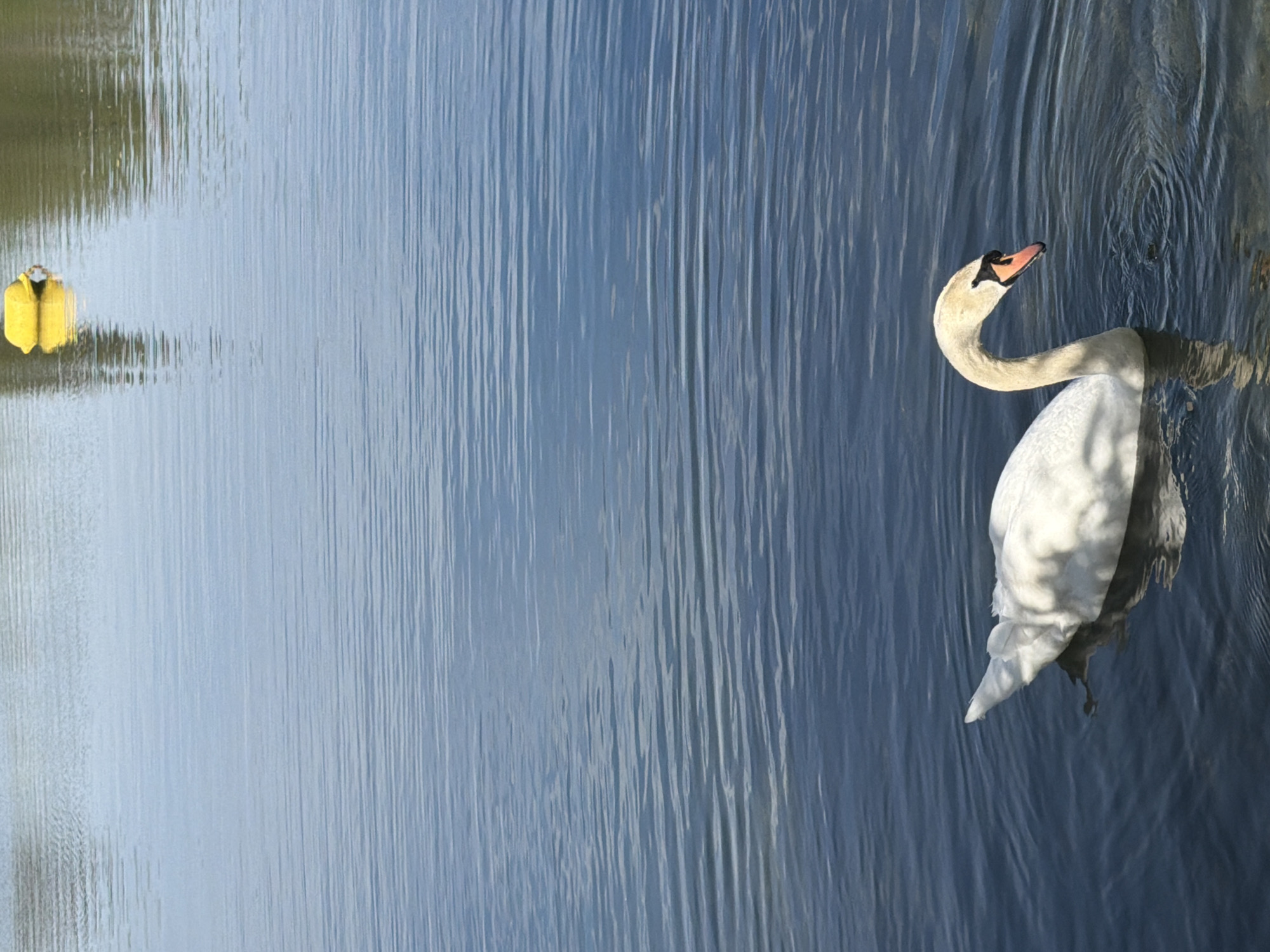 Swans feed in clear waters near Tonbridge concrete bank