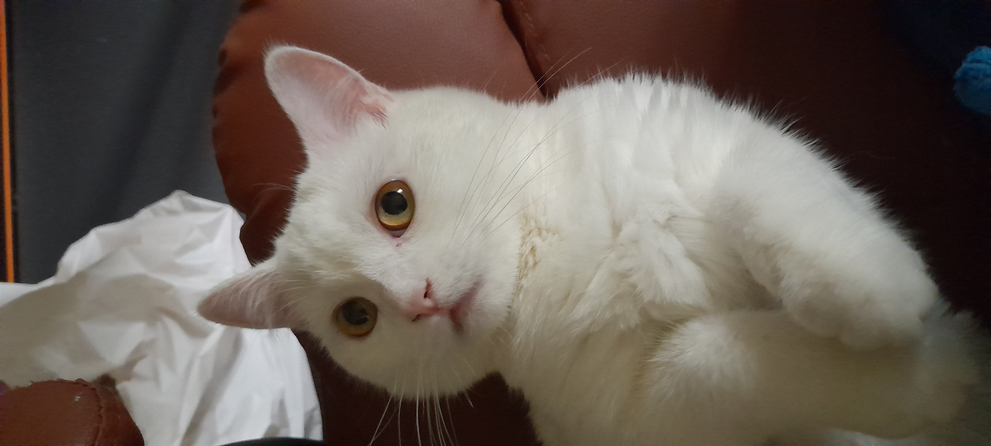 White cat in Uman, plus two deadpan text slides