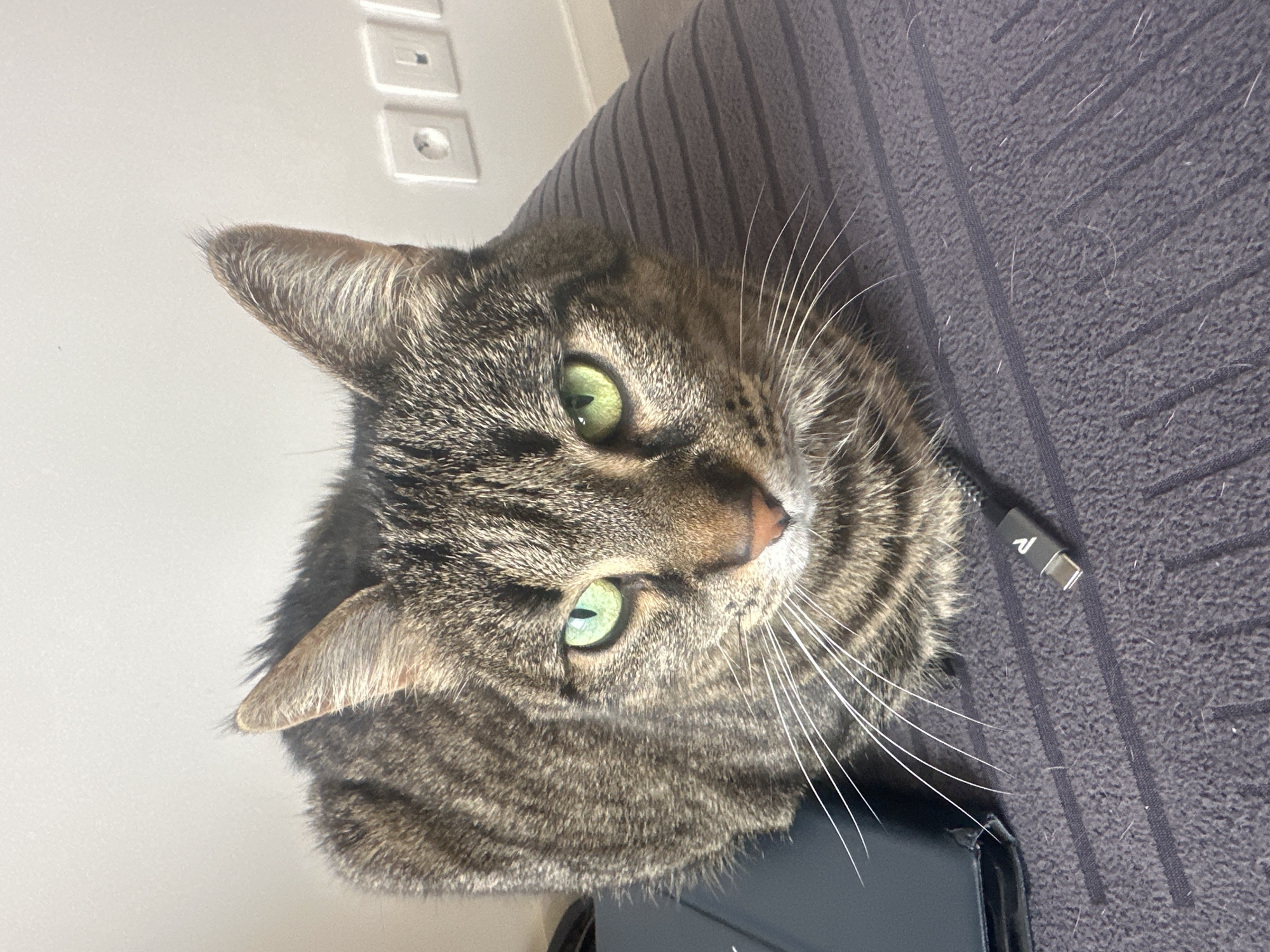 Tabby cat photographed on furniture in Châtenay-Malabry