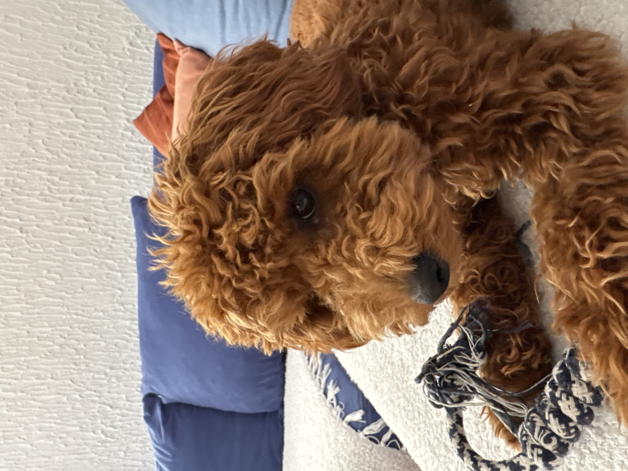 Curly golden dog chilling on a couch in Sutomore