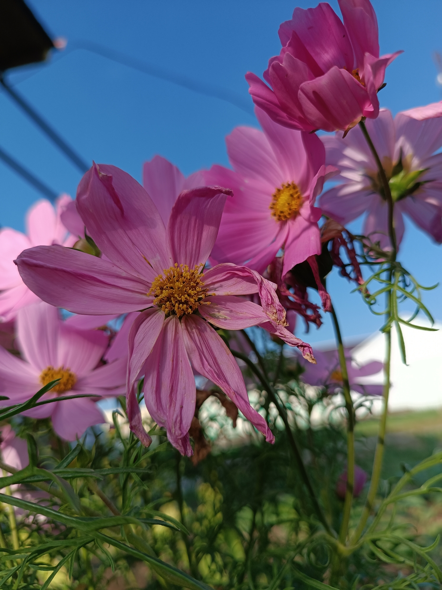 Summer garden in full bloom, Alexandrovskoe, Russia