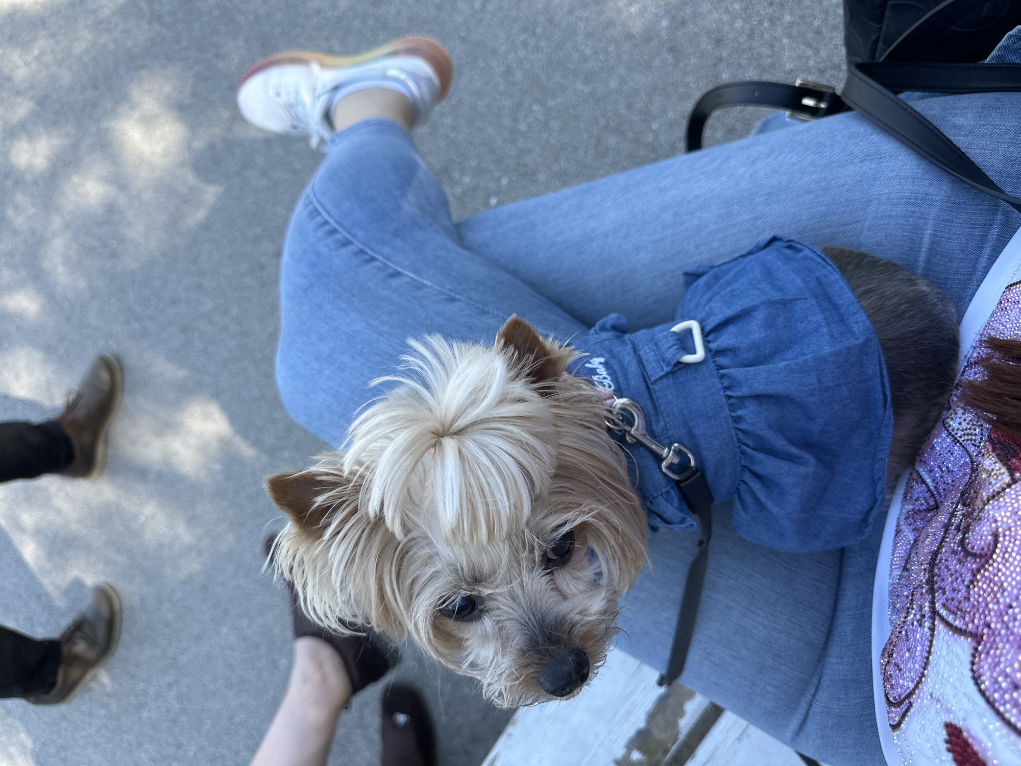 Yorkshire Terrier enjoys afternoon park outing in Sofia