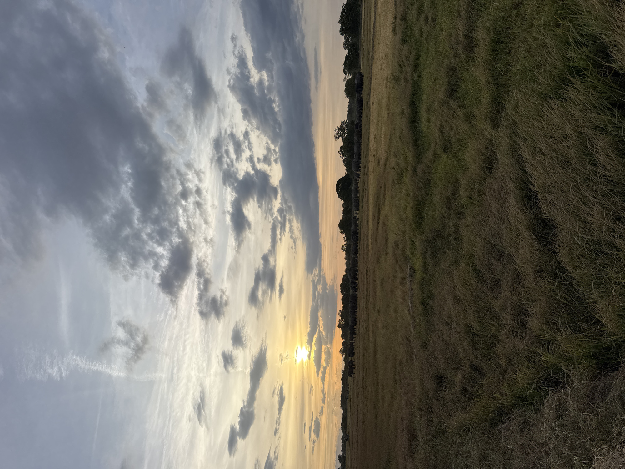 Elephant herd crossing open grassland at sunset, Ulla, Sri Lanka