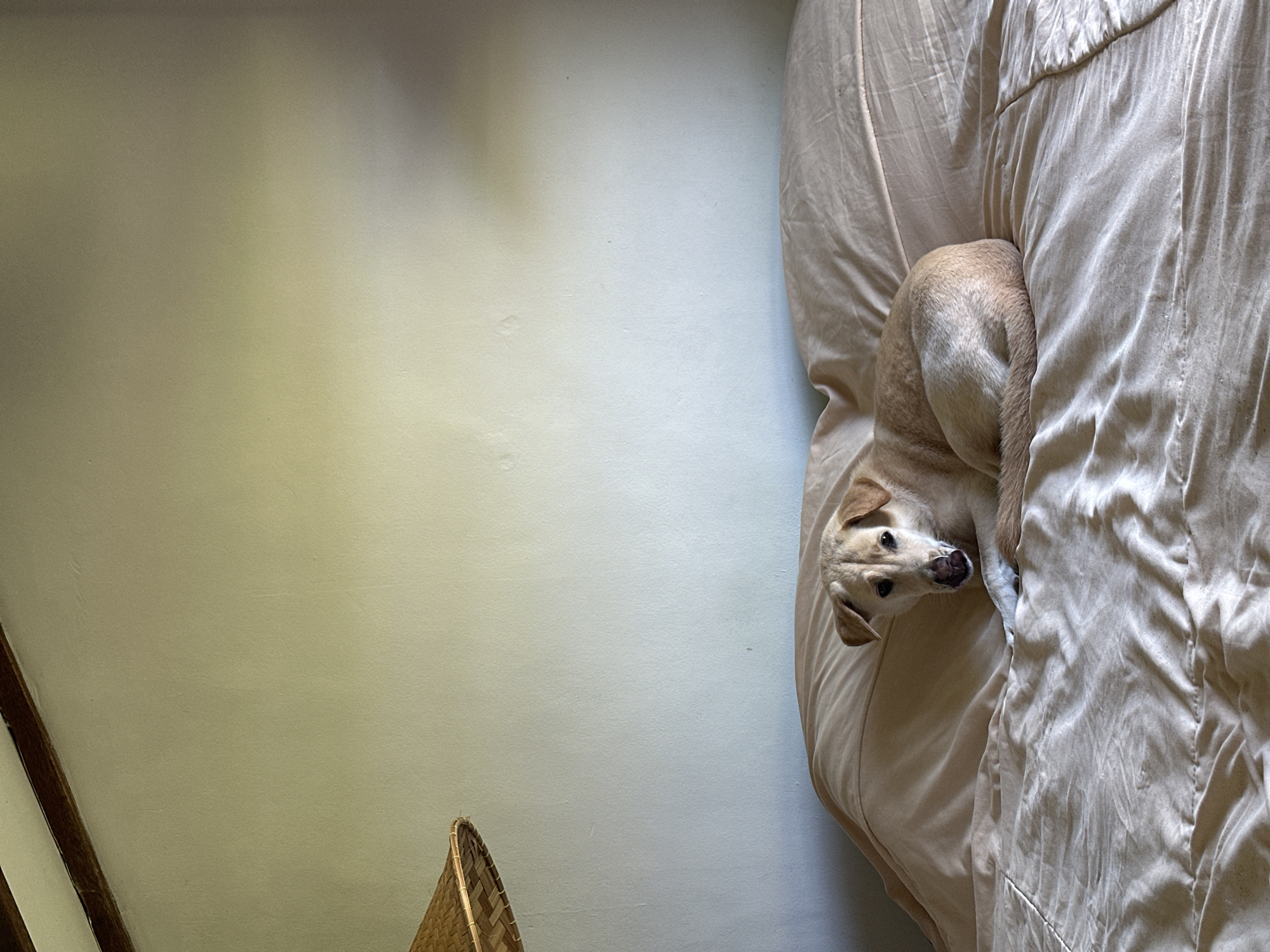 Dog lounging on a rumpled bed in North Kuta