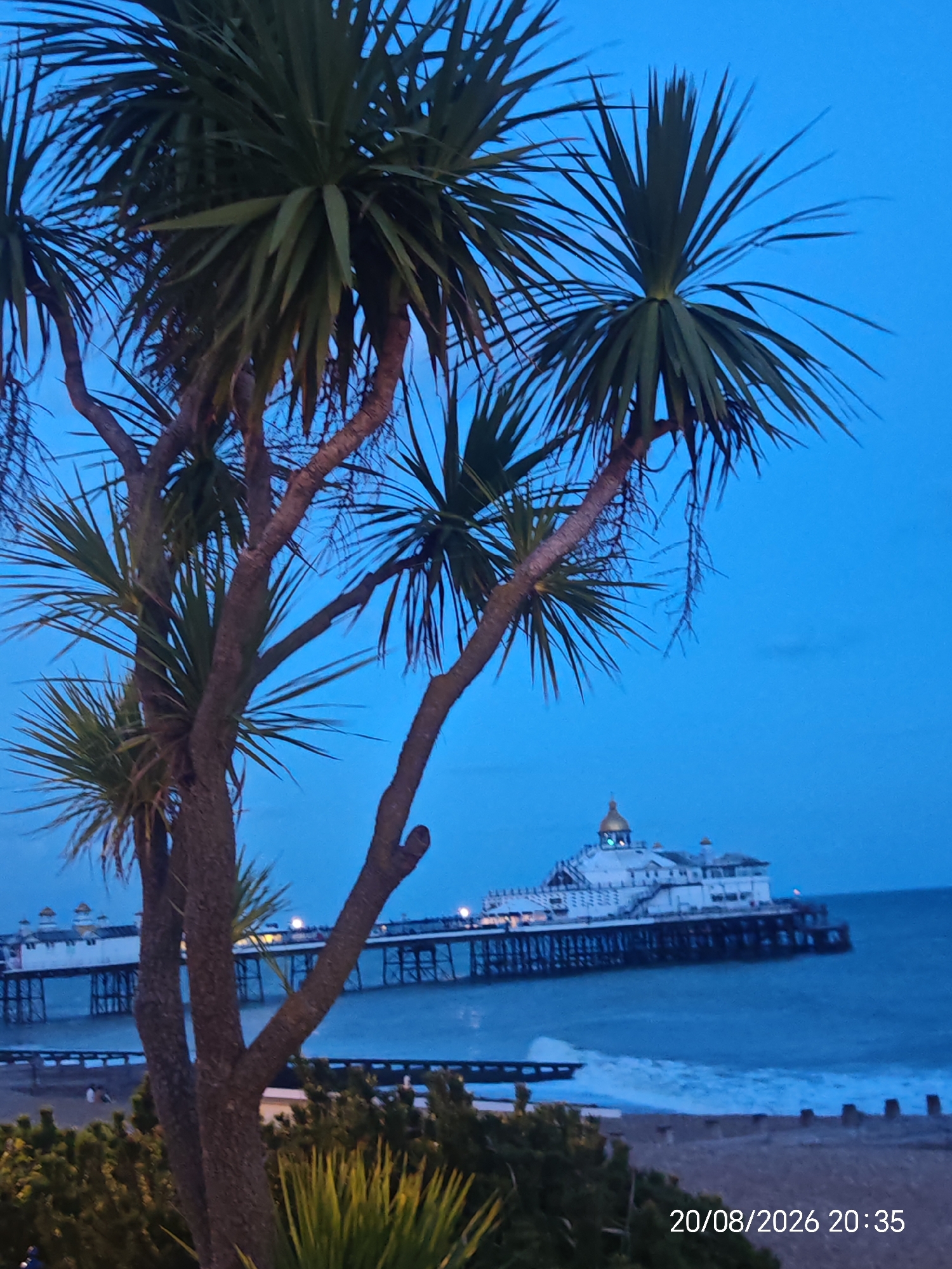 Eastbourne Pier lit up at night, framed by palm trees