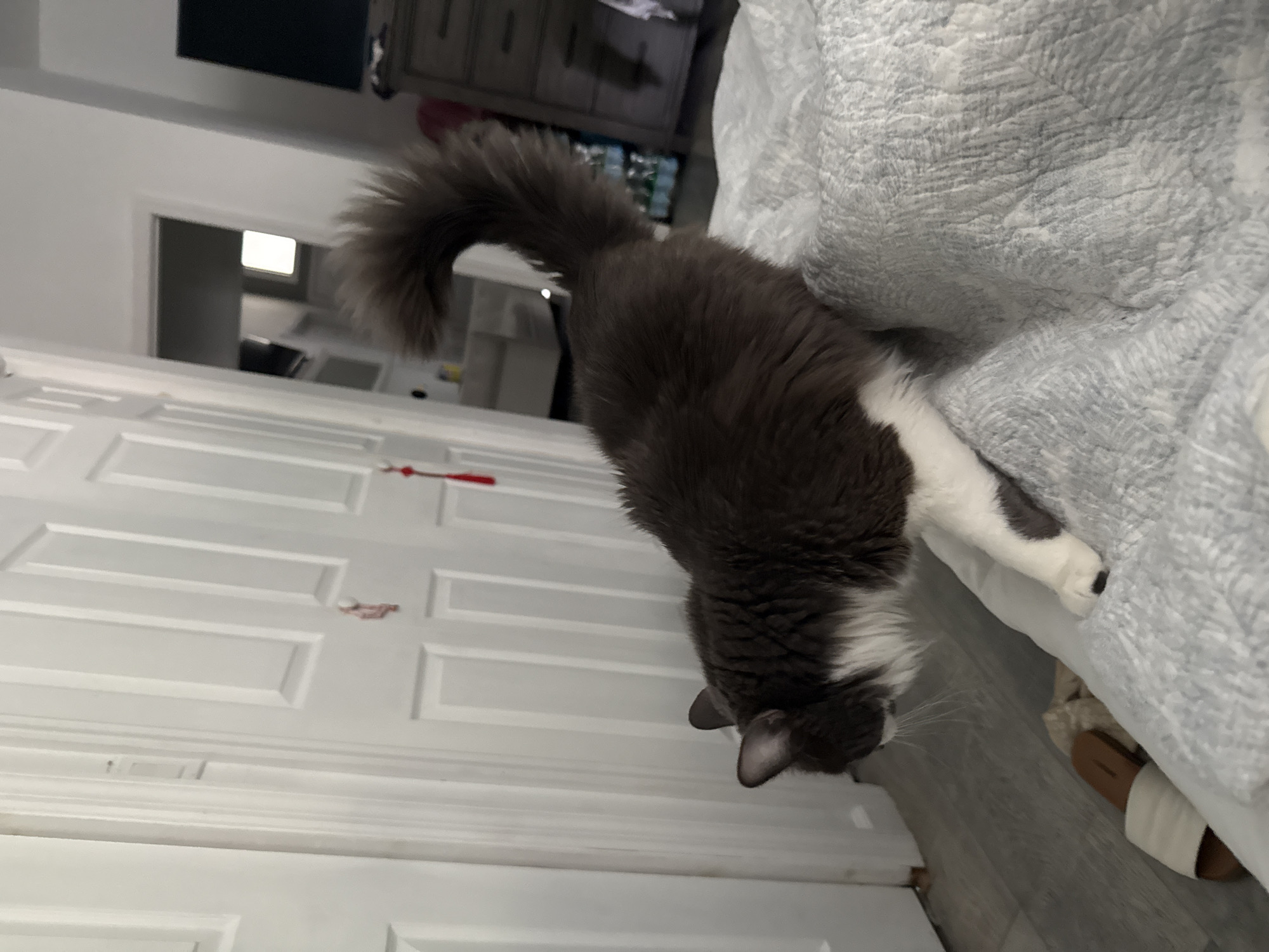 Fluffy cat does fluffy cat things around a Bellmore home