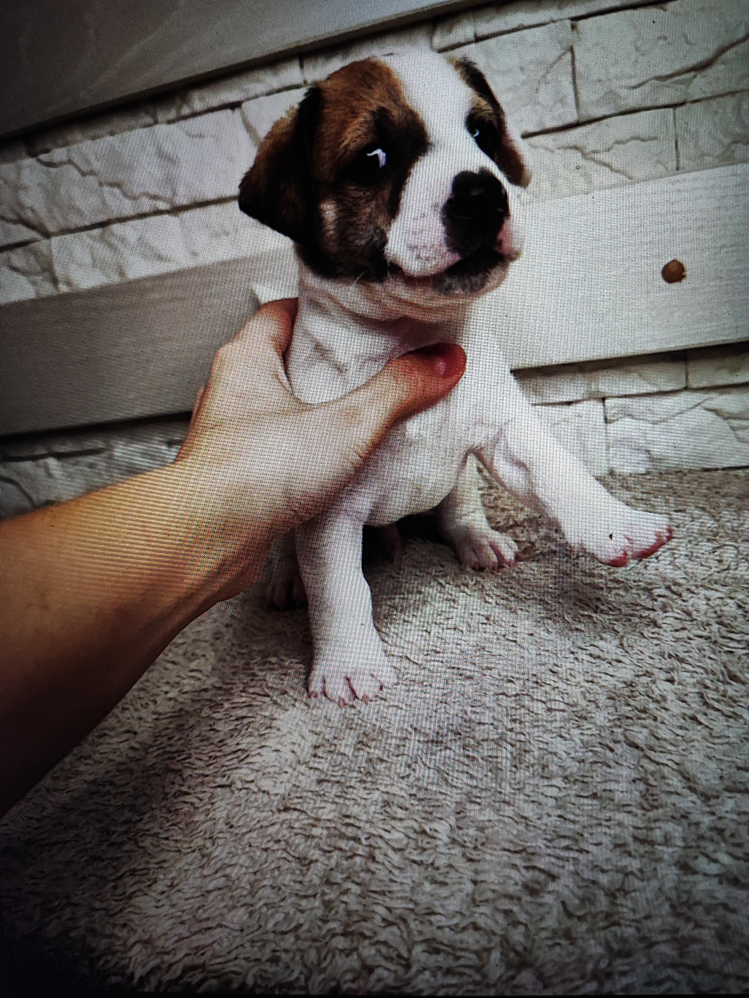 Jack Russell Terrier puppy photographed across multiple poses at home