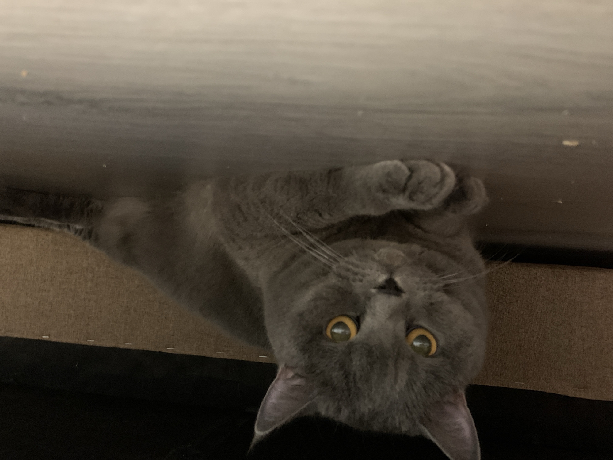 British Shorthair cat relaxes at home in Ternopil