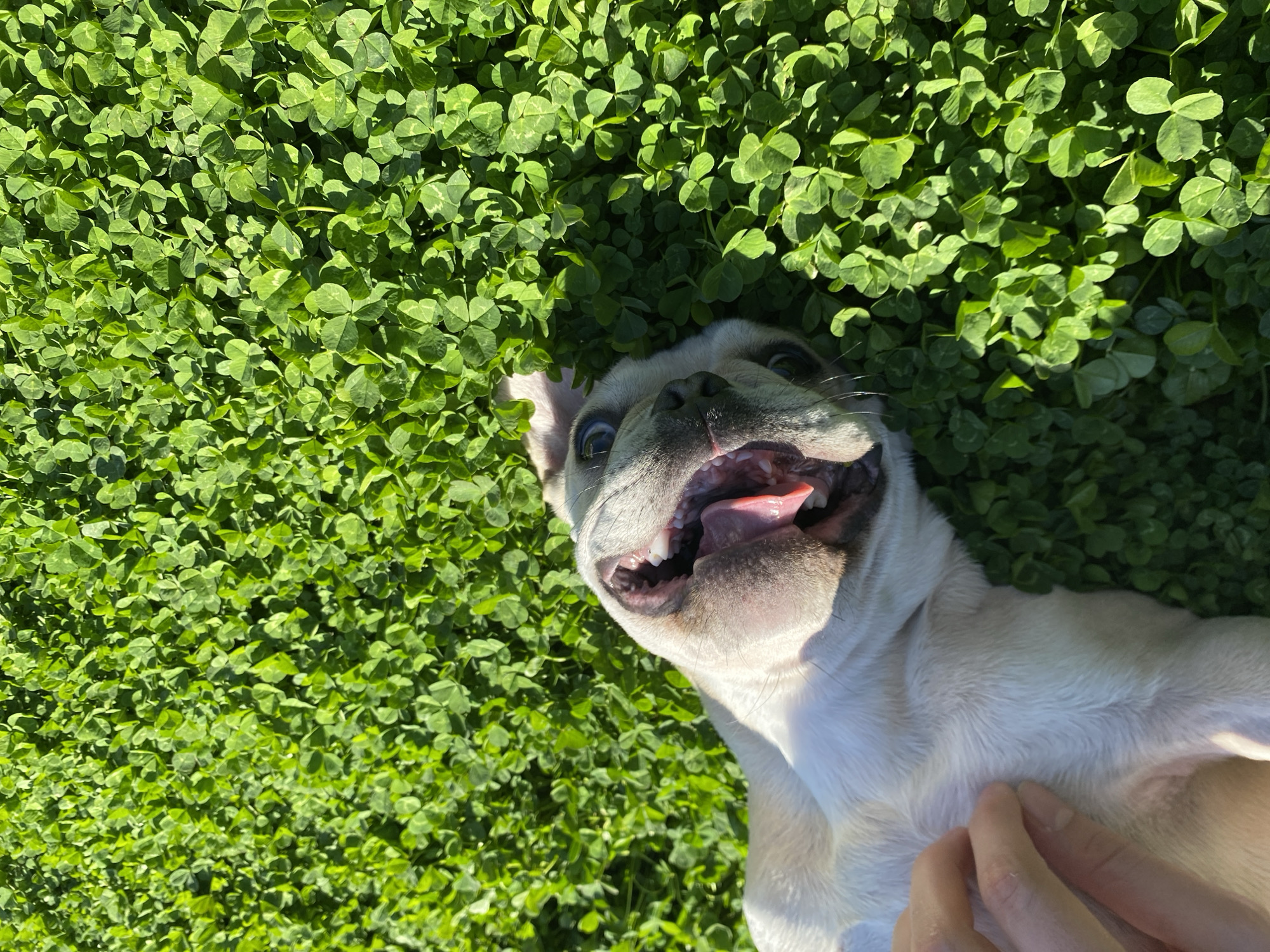 French Bulldog rests on clover lawn in Varna