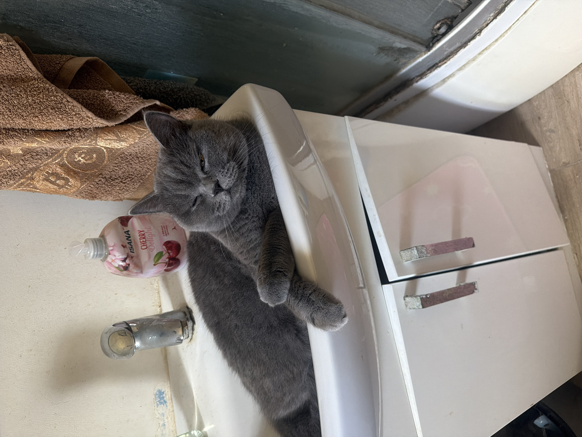 British Shorthair settles into a bathroom sink in Szczecin