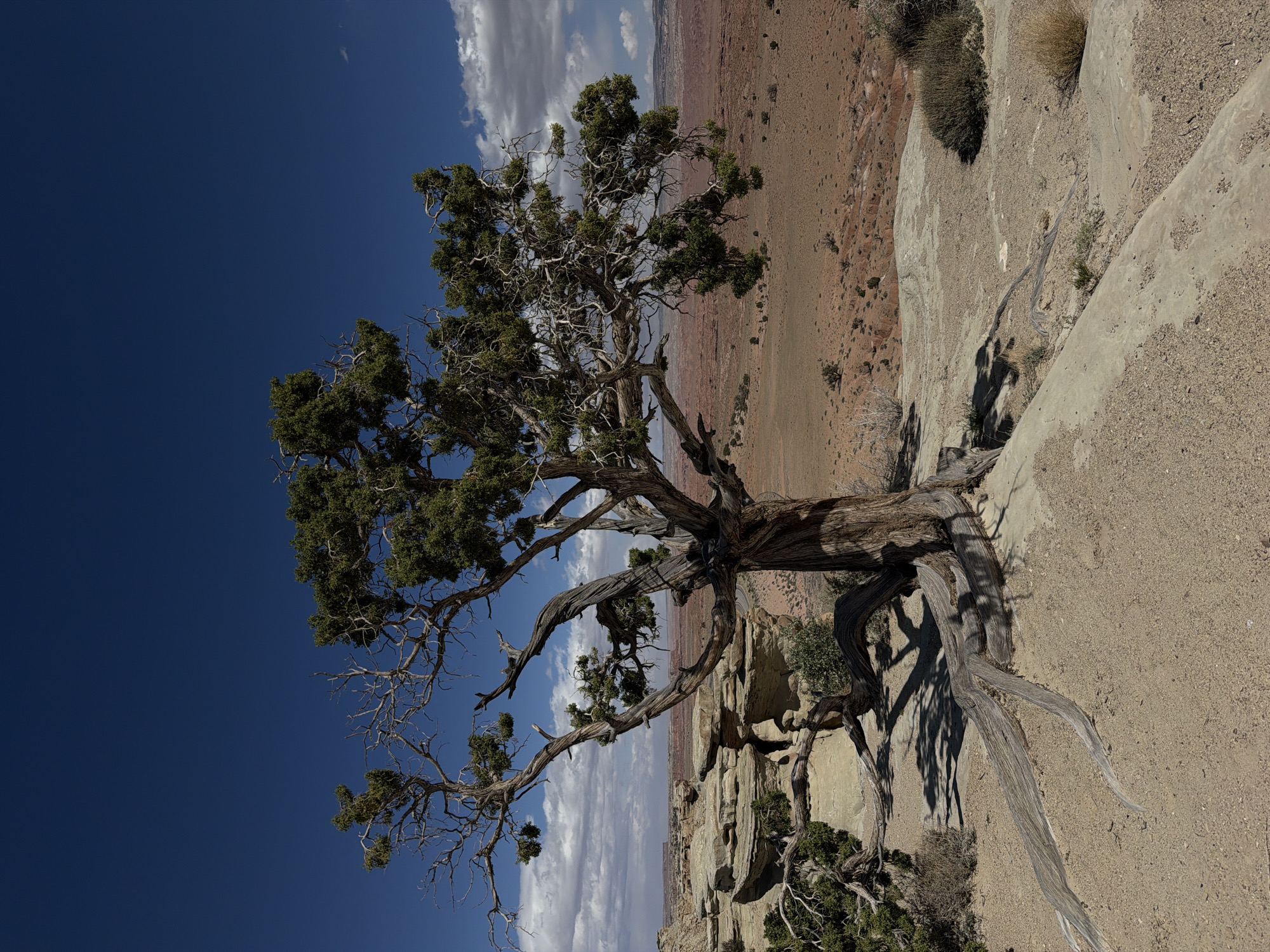 Lone gnarled tree photographed against blue sky in US