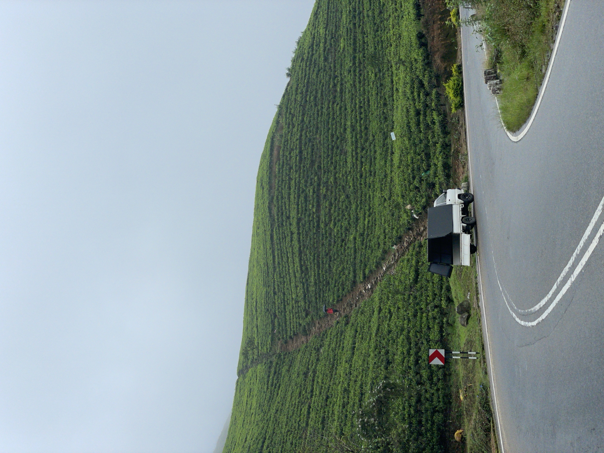 Person walks through tea plantation in Toppass, Sri Lanka