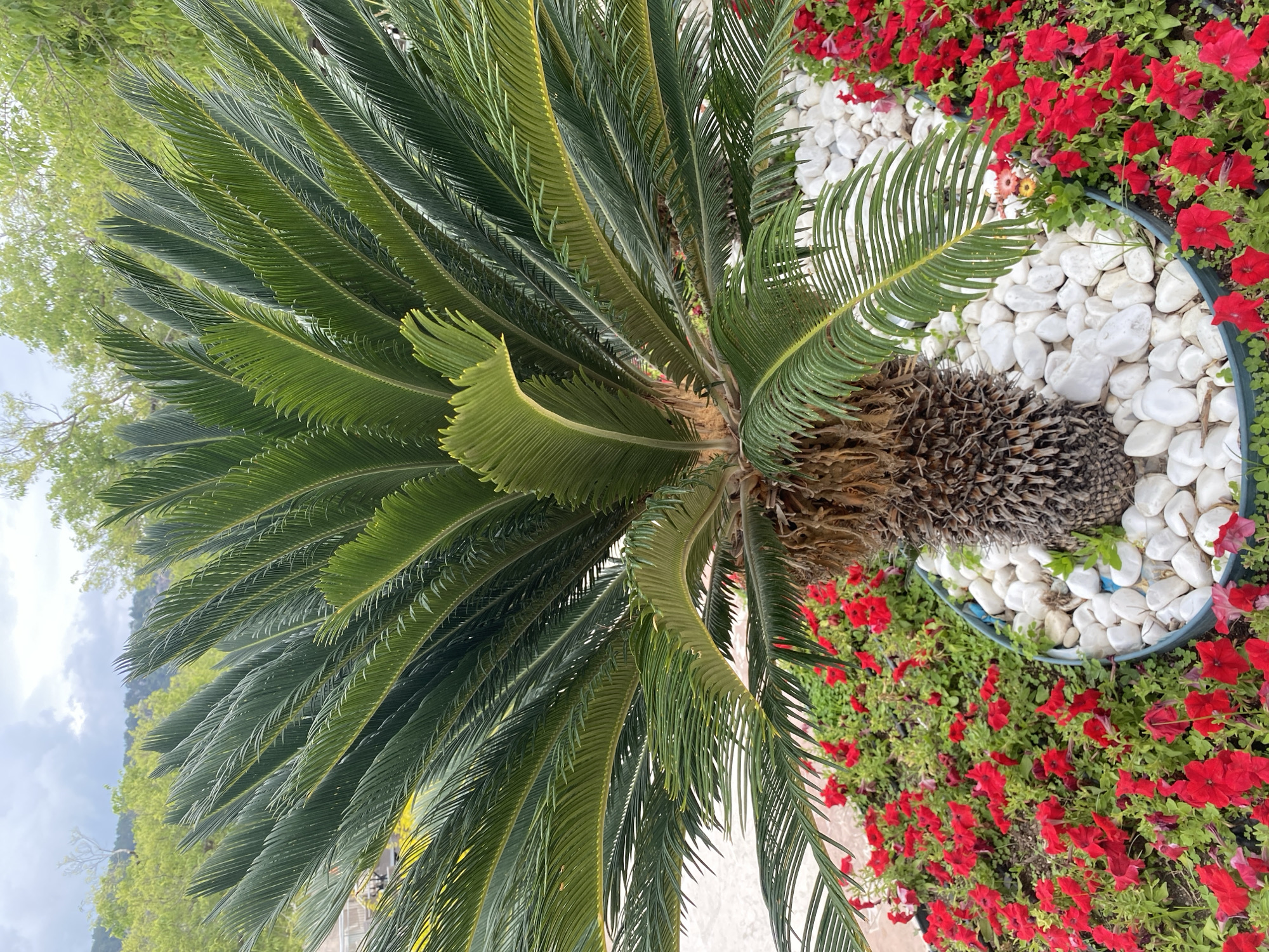 Tourist documents morning scenes at Kemer resort complex