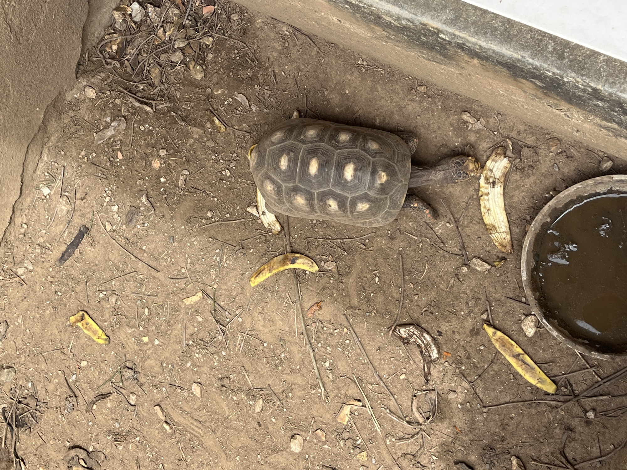 Pets, produce, and everyday life in Juan Griego