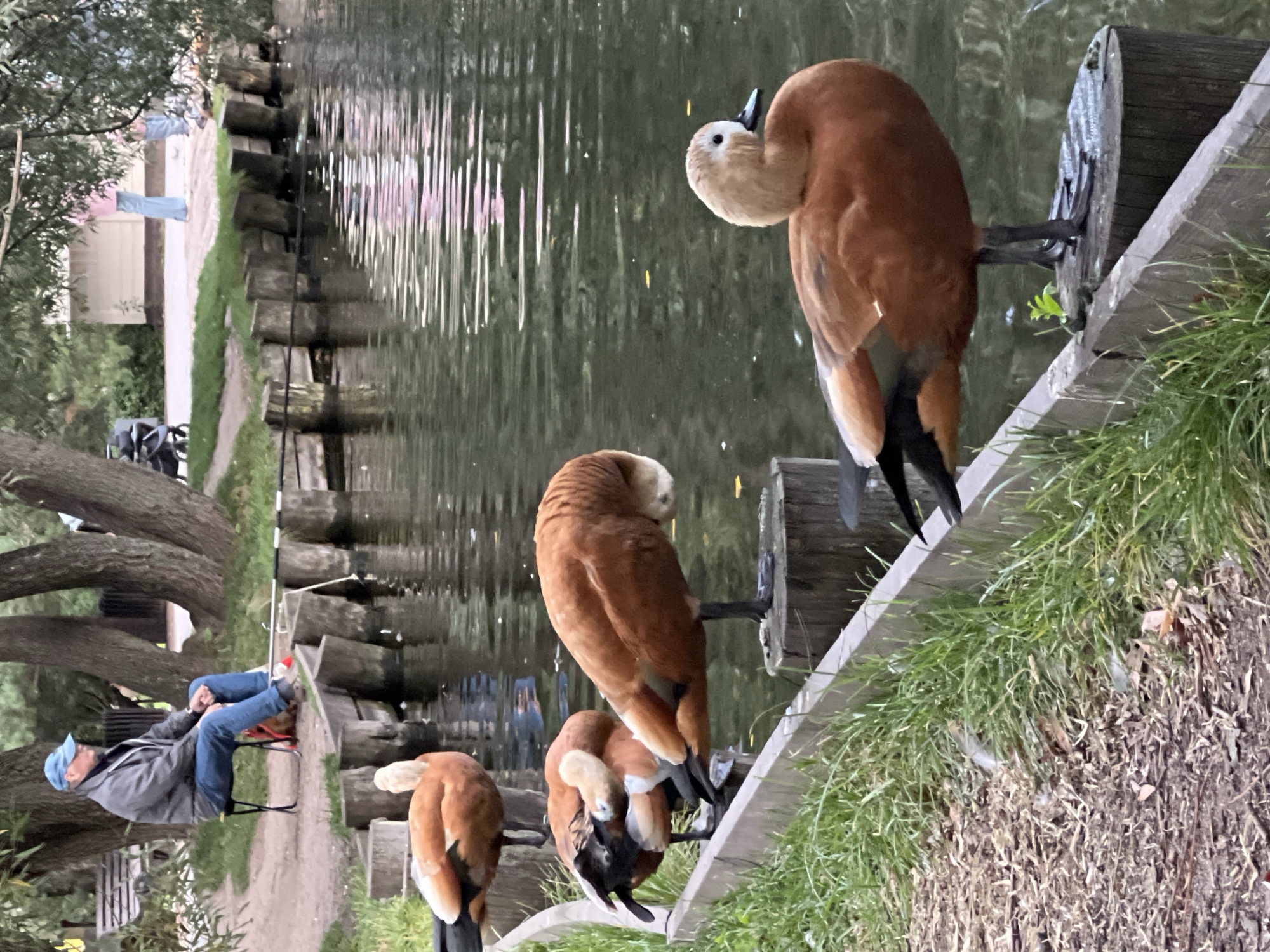 Ruddy shelducks and a fisherman at a Moscow park pond