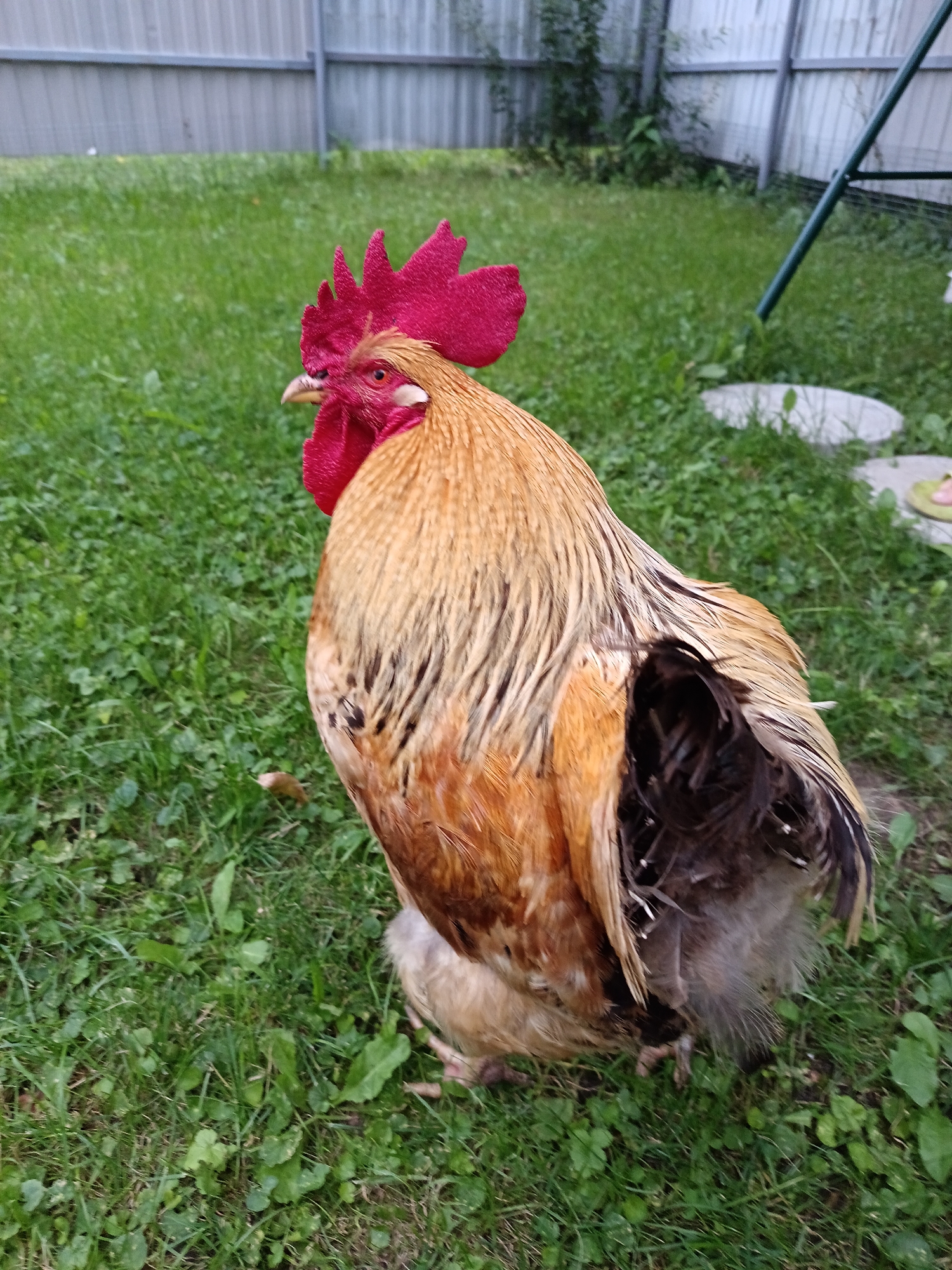 Backyard afternoon: roosters, a cat, and a stroller doing its own thing