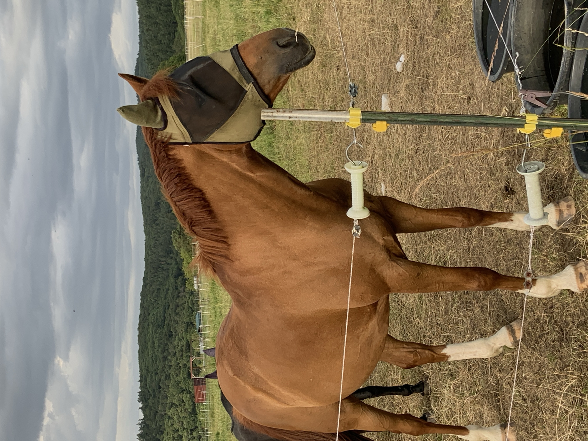 Horses in fly masks graze and rest at a German rural property