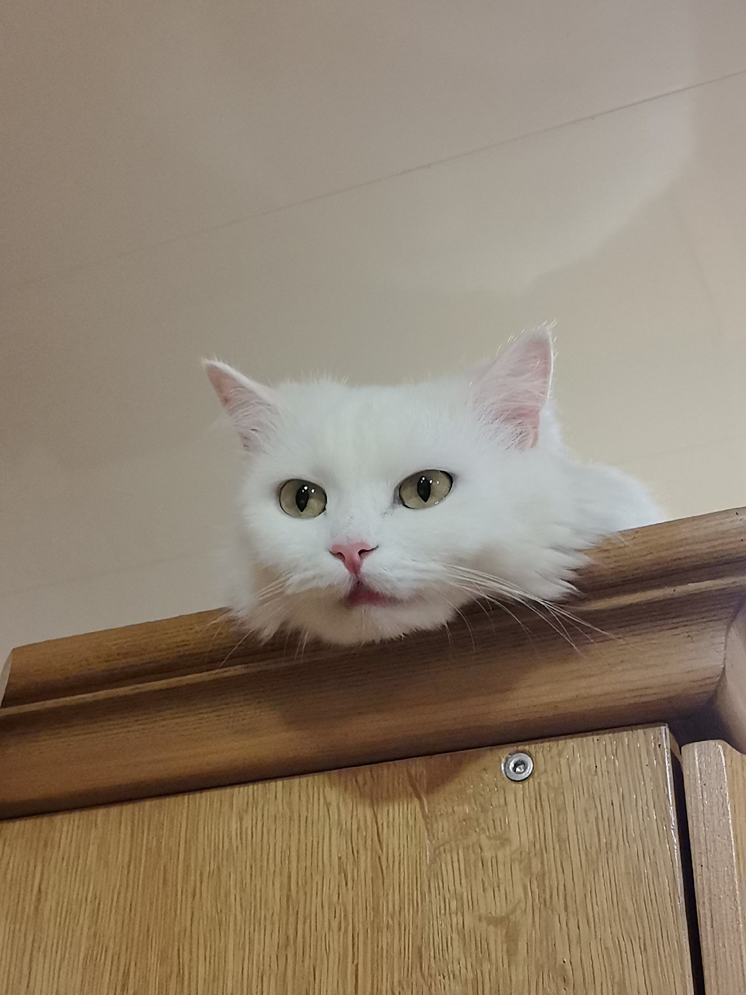 White Persian cat perched on a wooden cabinet in Saransk