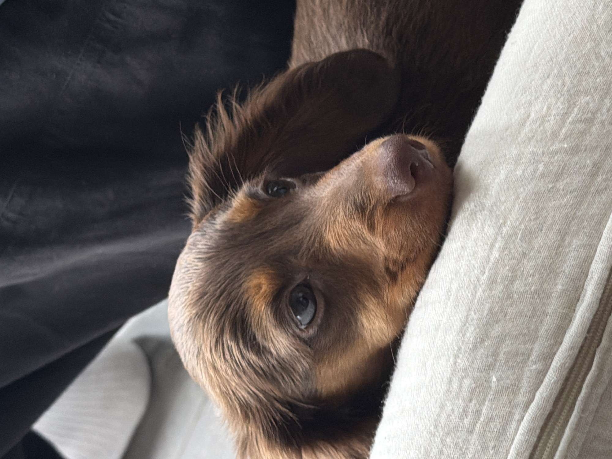Montreal resident enjoys quiet afternoon with dachshund puppy