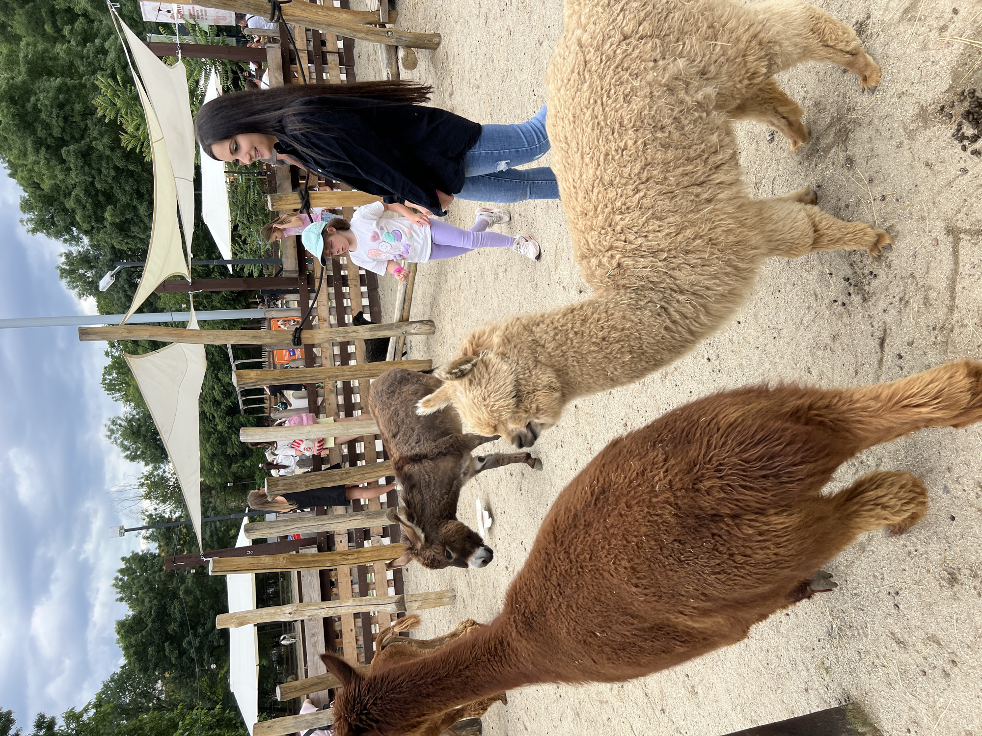 Sofia petting zoo visit features alpaca feeding, animal interactions