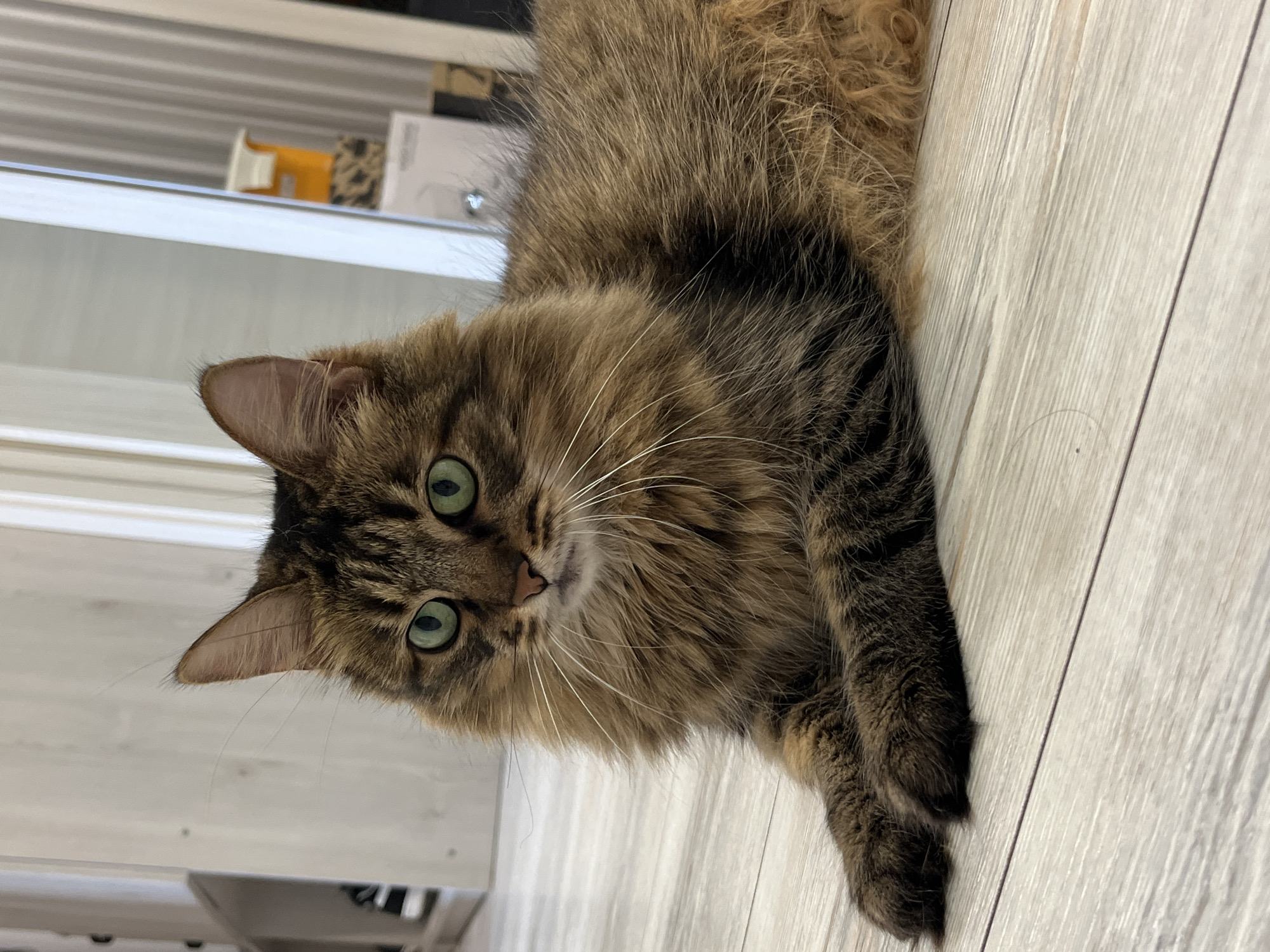 Brown tabby cat with green eyes relaxing on wooden floor