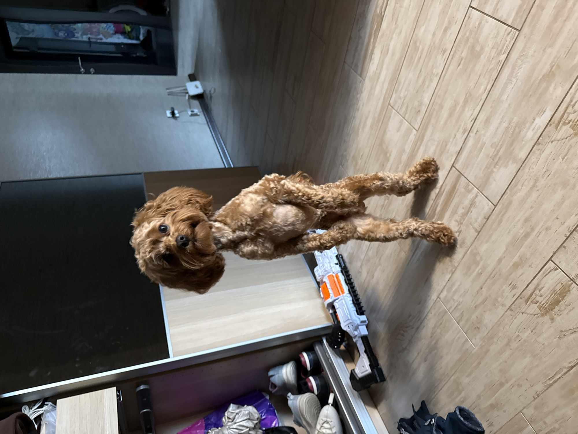 Dog lies on back on tile floor in Yekaterinburg