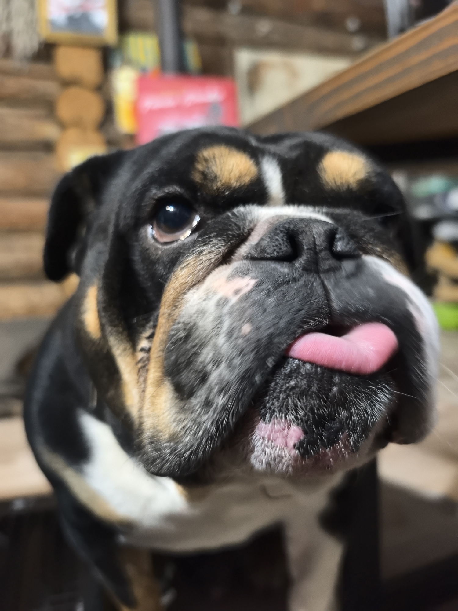 Bulldog resting indoors captured by witnesses in Noviy, Russia