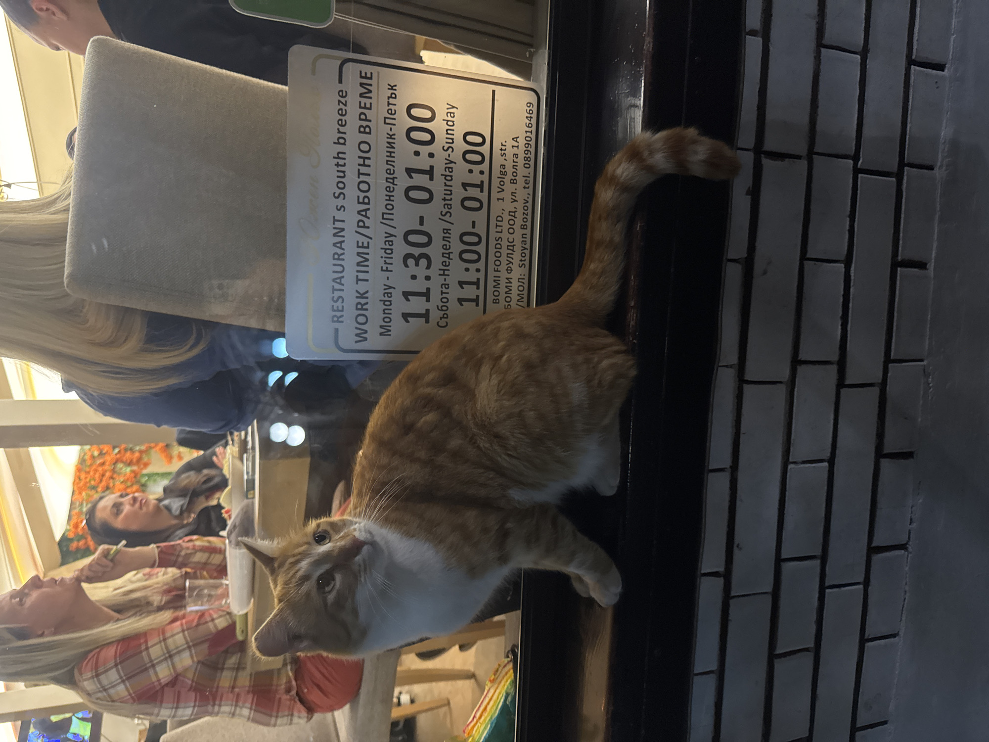 Cat perches on restaurant window in Plovdiv Bulgaria