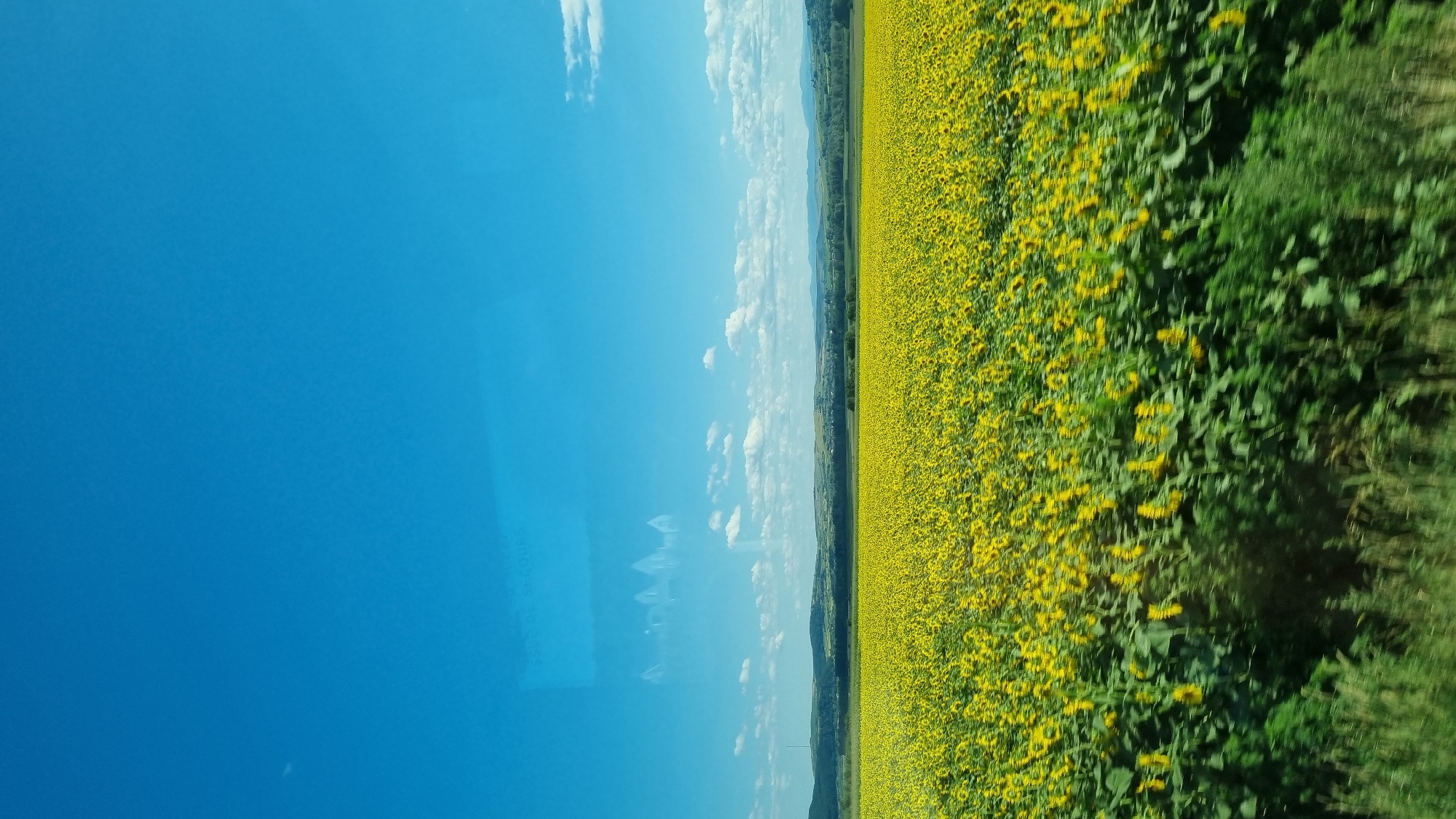 Sunflower fields in peak bloom near Dănila, Romania