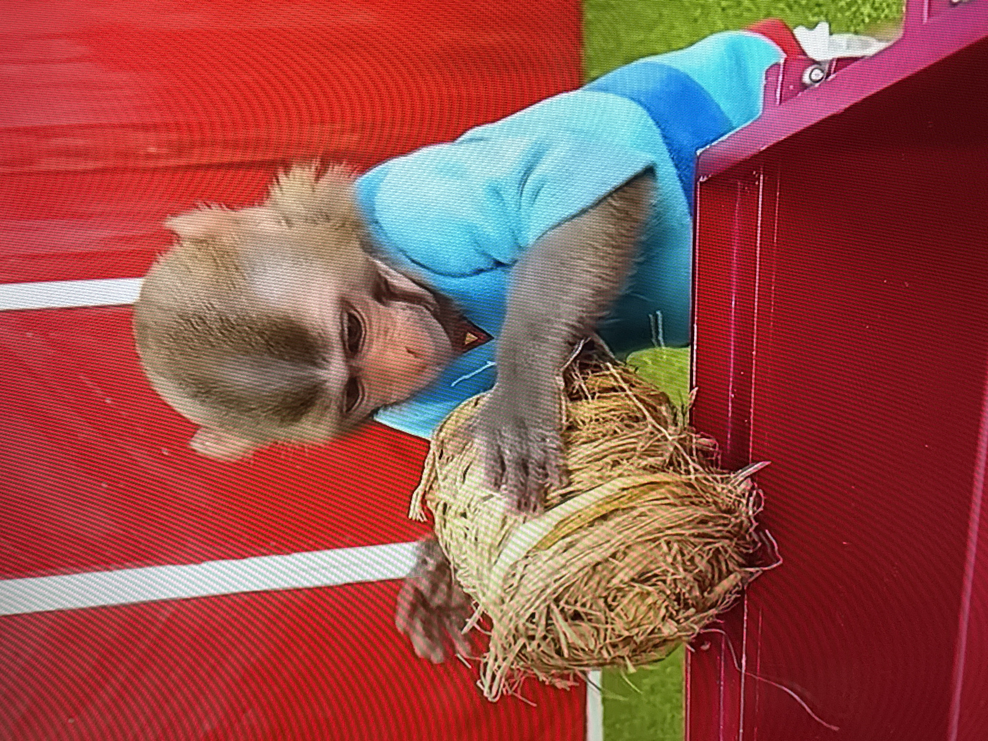 Costumed monkeys and wildlife photographed in outdoor setting