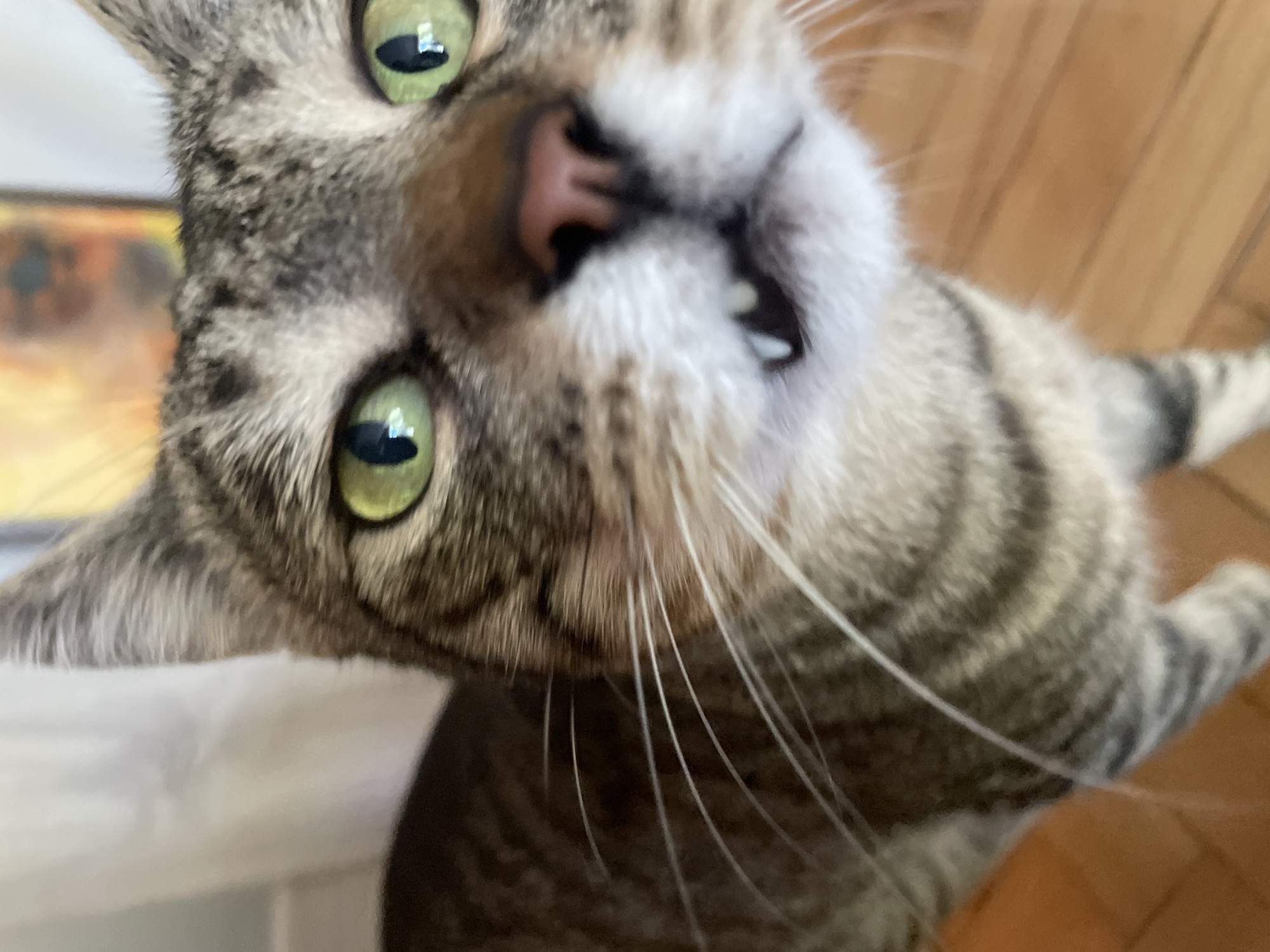 A tabby cat, a coffee stop, and city apartment streets