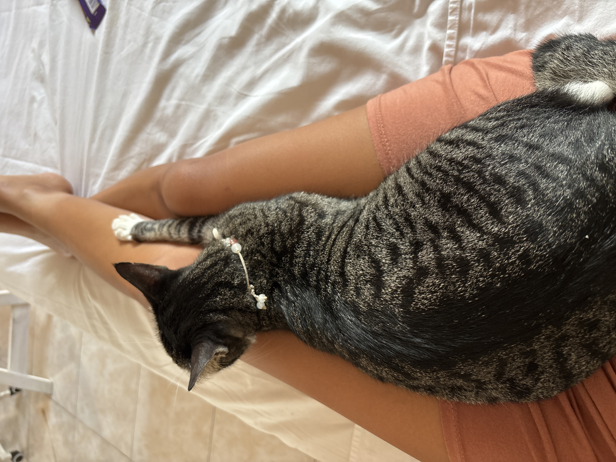 Tabby cat lounging across bare legs on a Bali afternoon